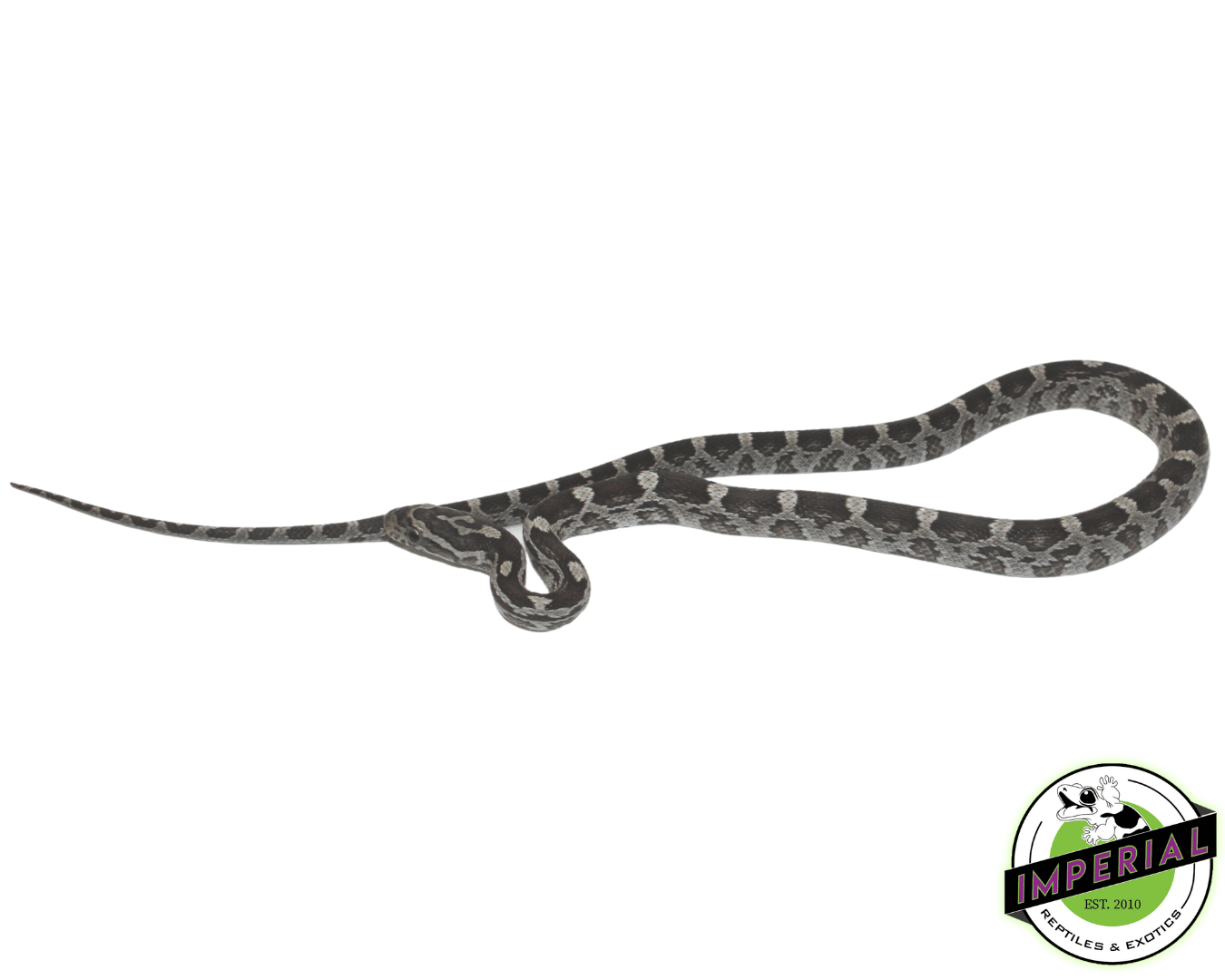 Black Corn Snake — image 2