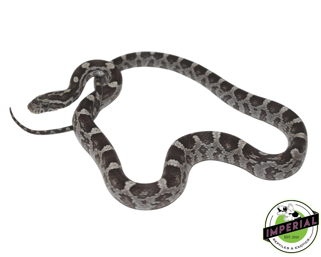 Black Corn Snake — image 3