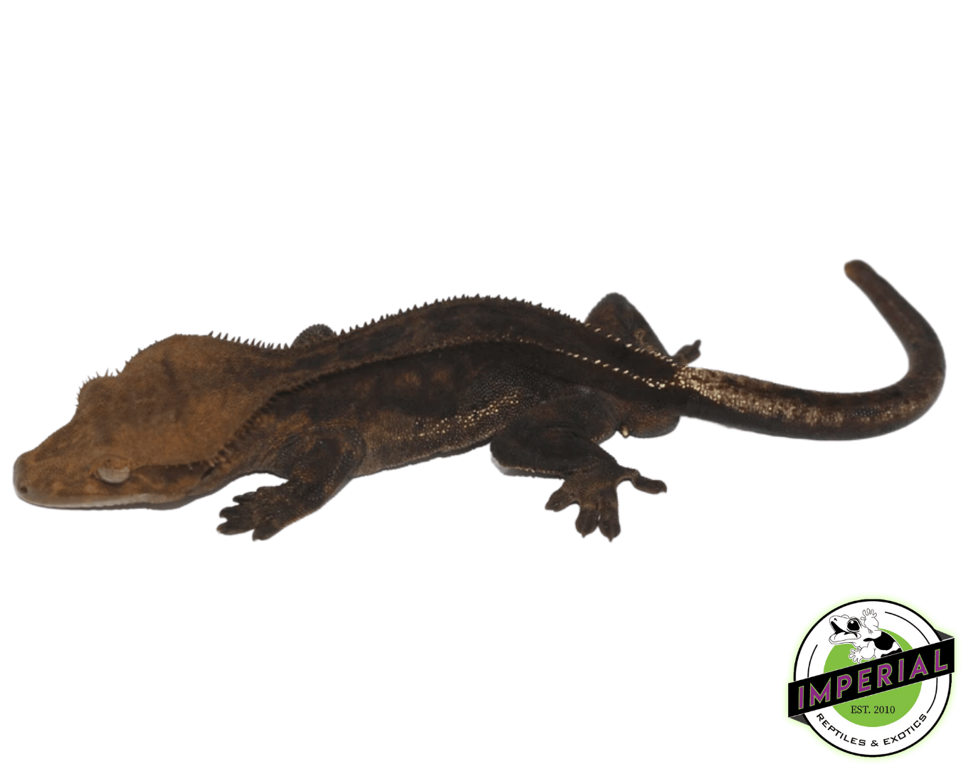 Black Crested Gecko Male (B2)