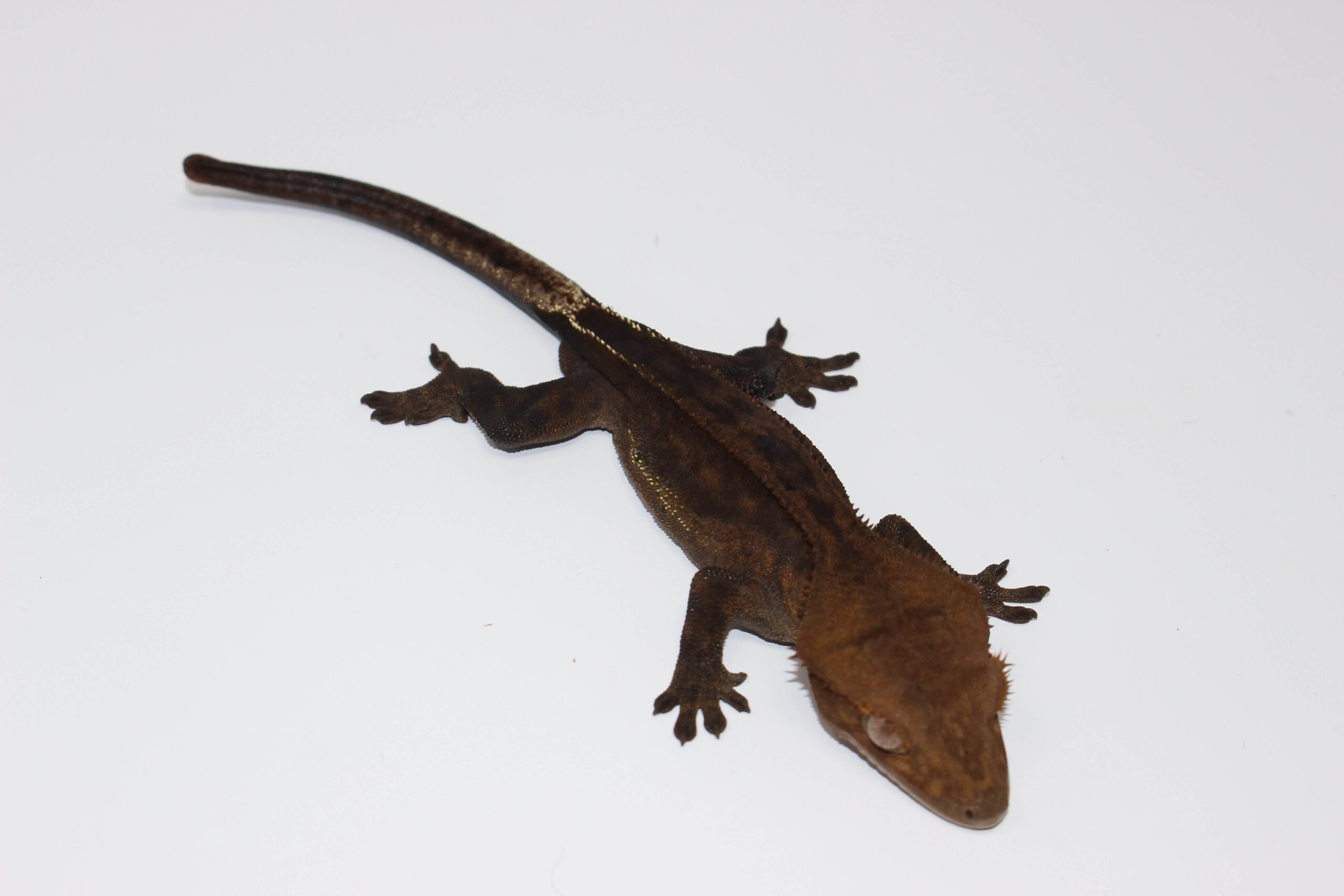 Black Crested Gecko Male (B2) — image 2