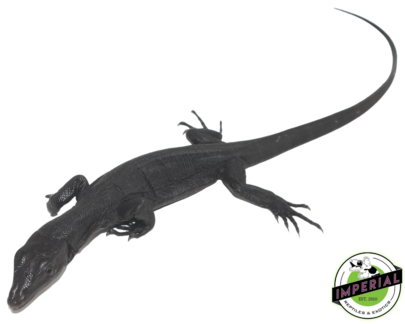 Black Dragon Water Monitor Baby — image 3
