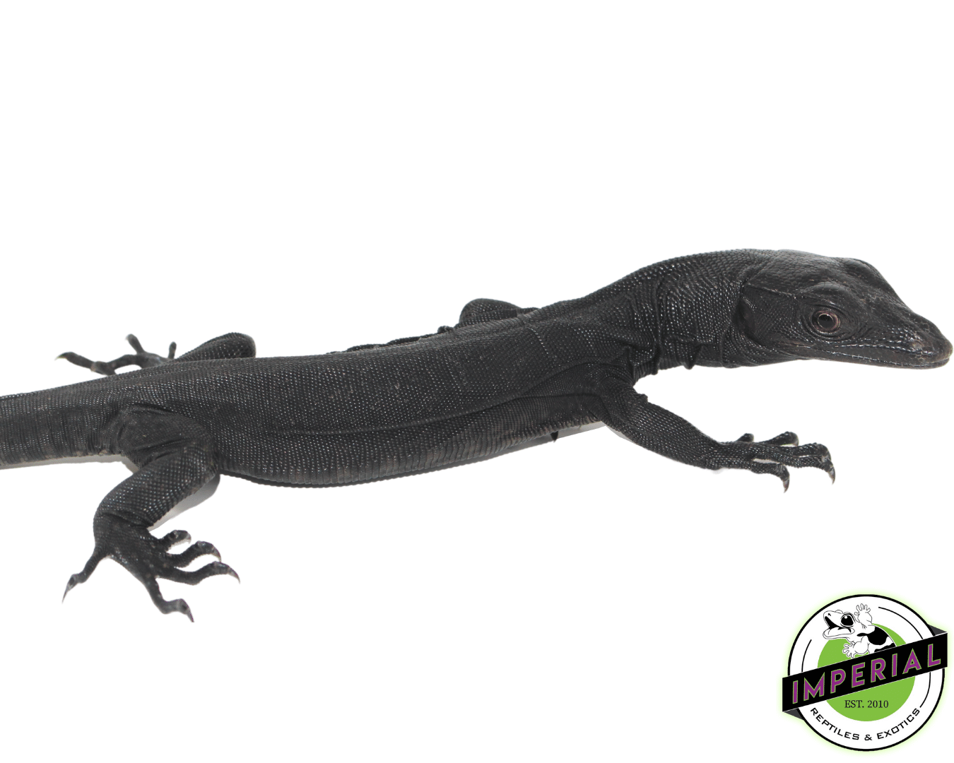 Black Dragon Water Monitor Baby