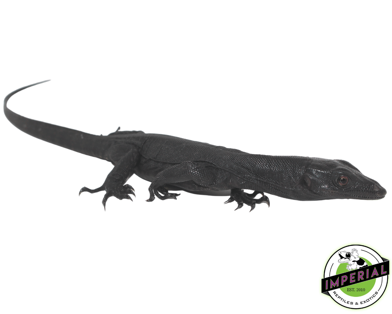 Black Dragon Water Monitor Baby — image 2