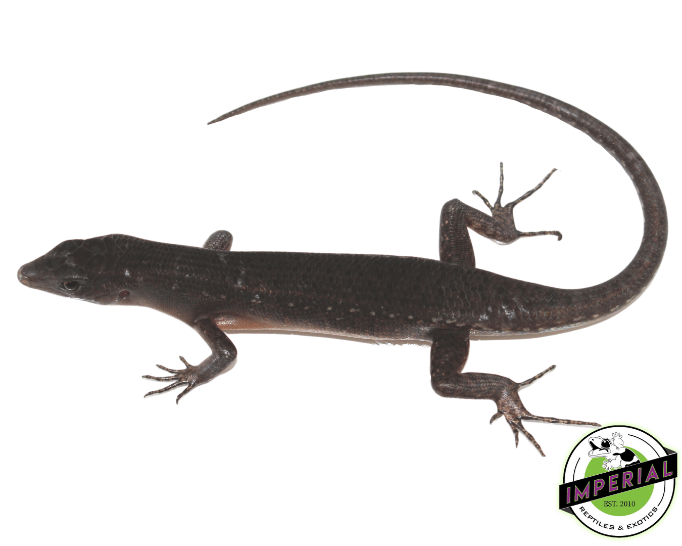 Black Emo Tree Skink