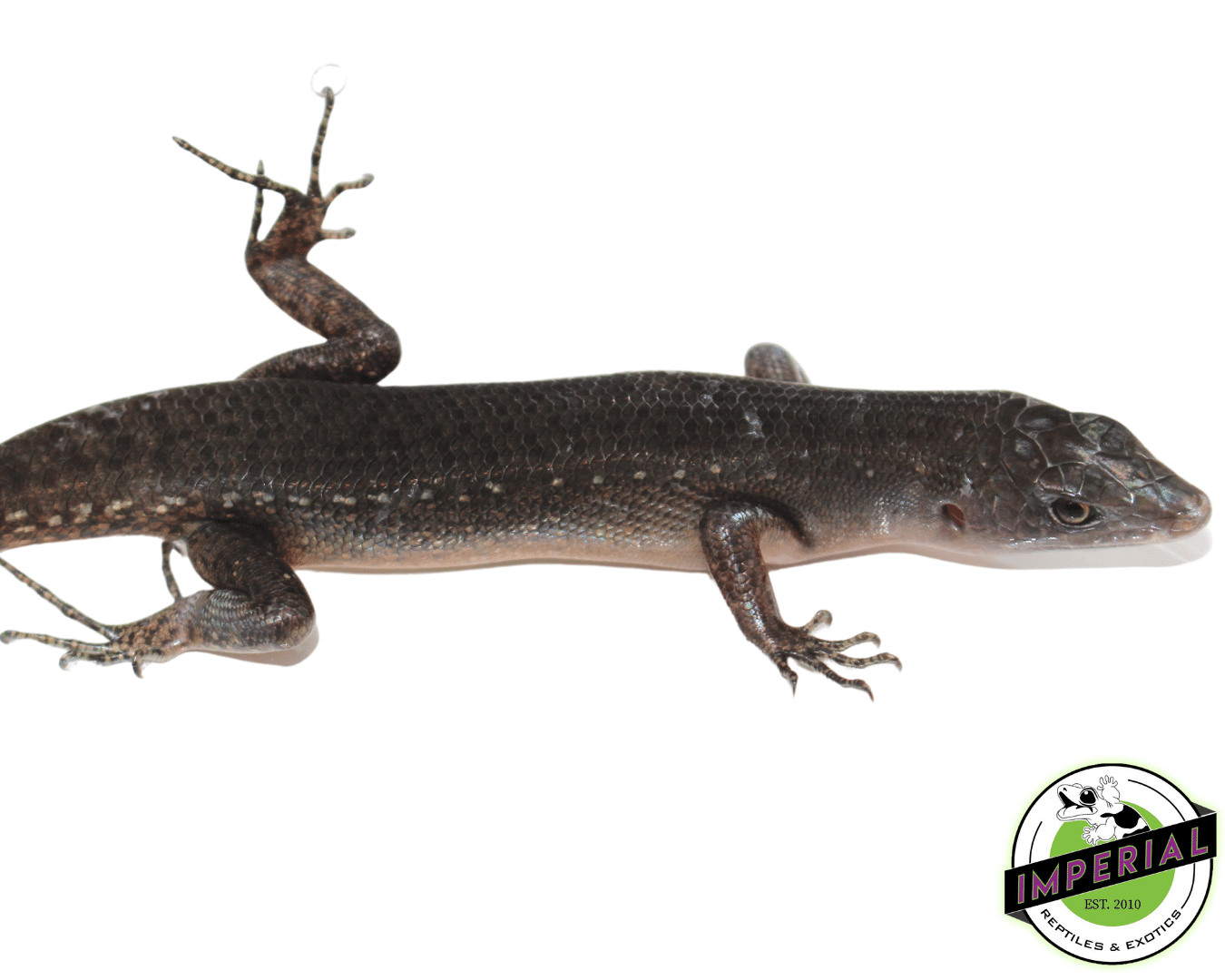 Black Emo Tree Skink — image 2