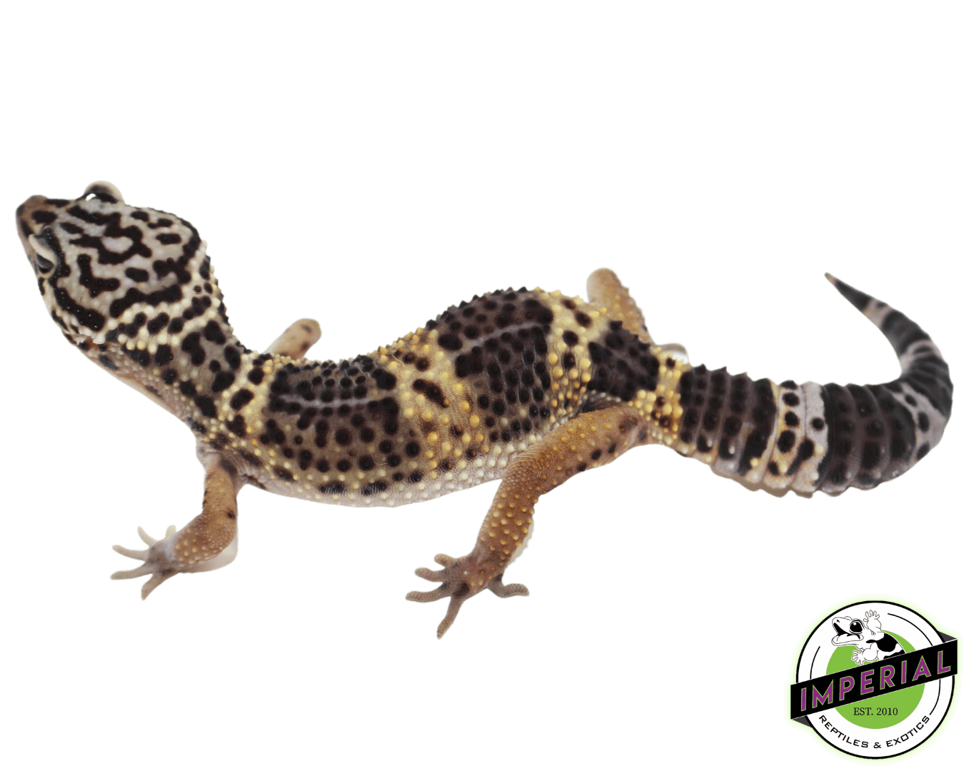 Black Knight Leopard Gecko — image 2