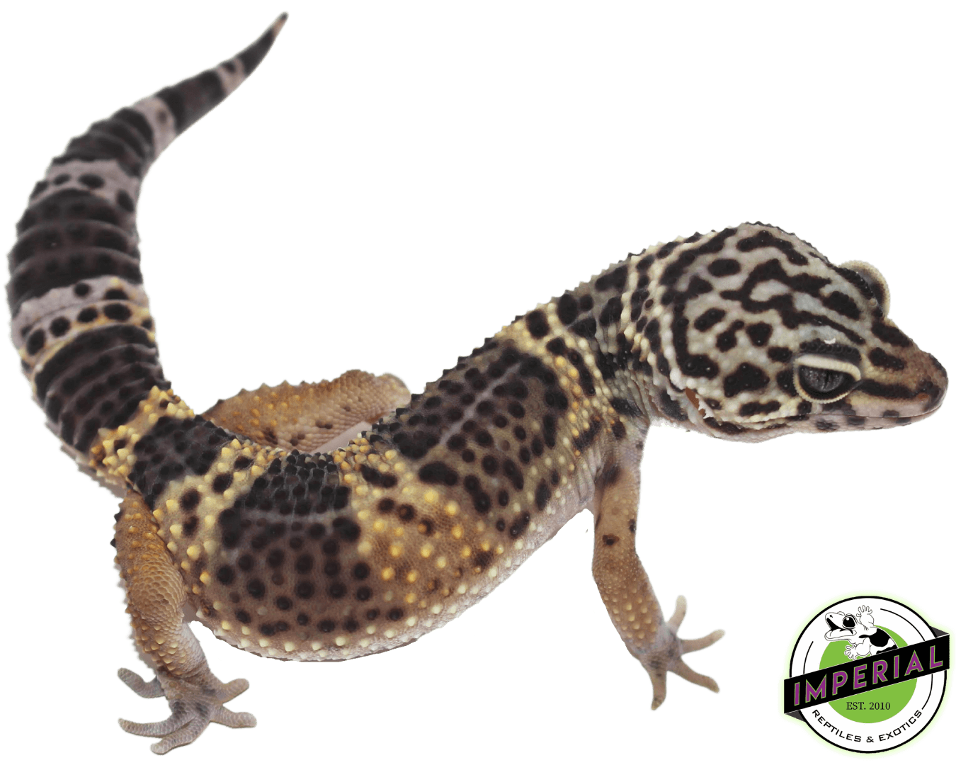 Black Knight Leopard Gecko