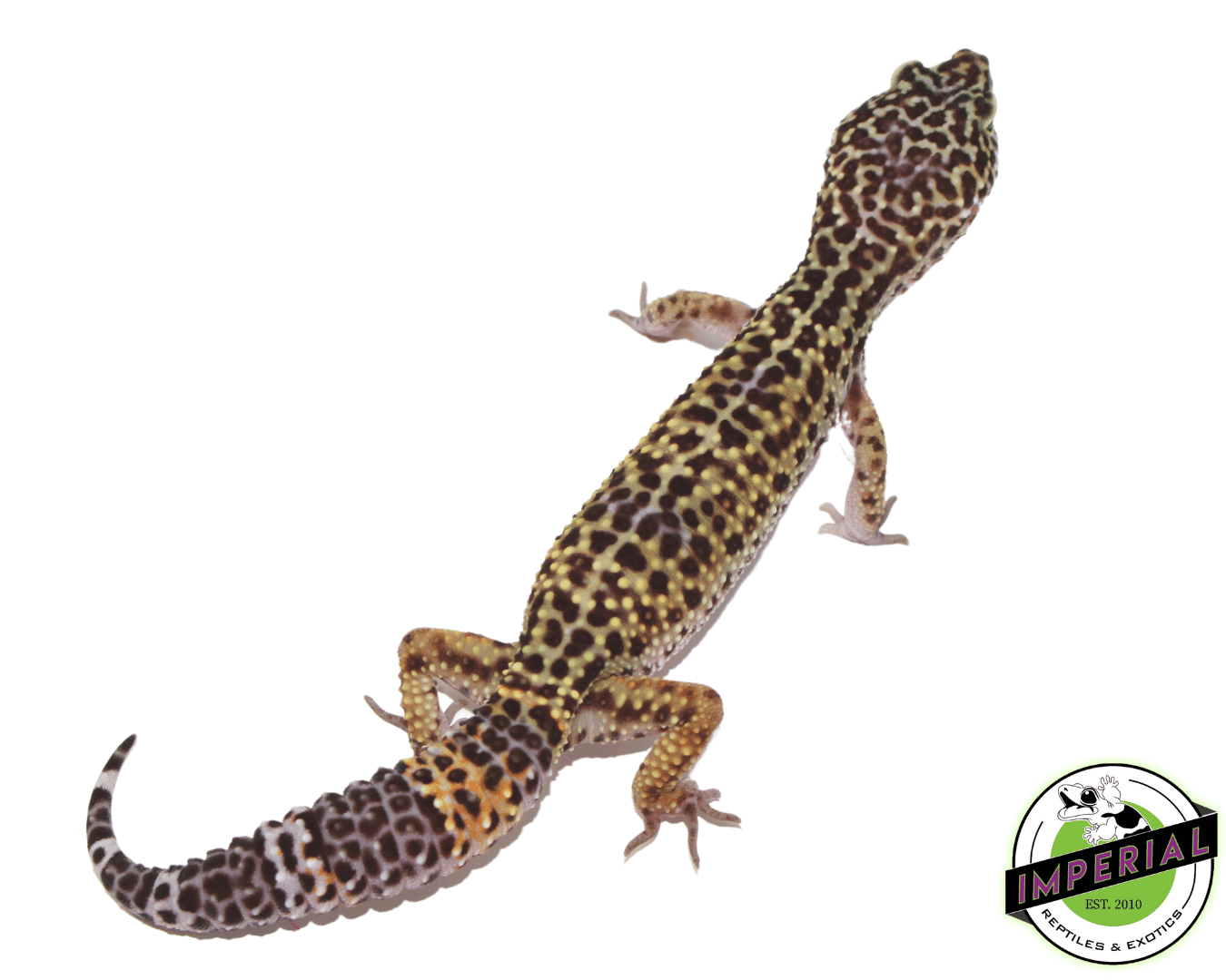 Black Knight x Fasciolatus Leopard Gecko Adult Female