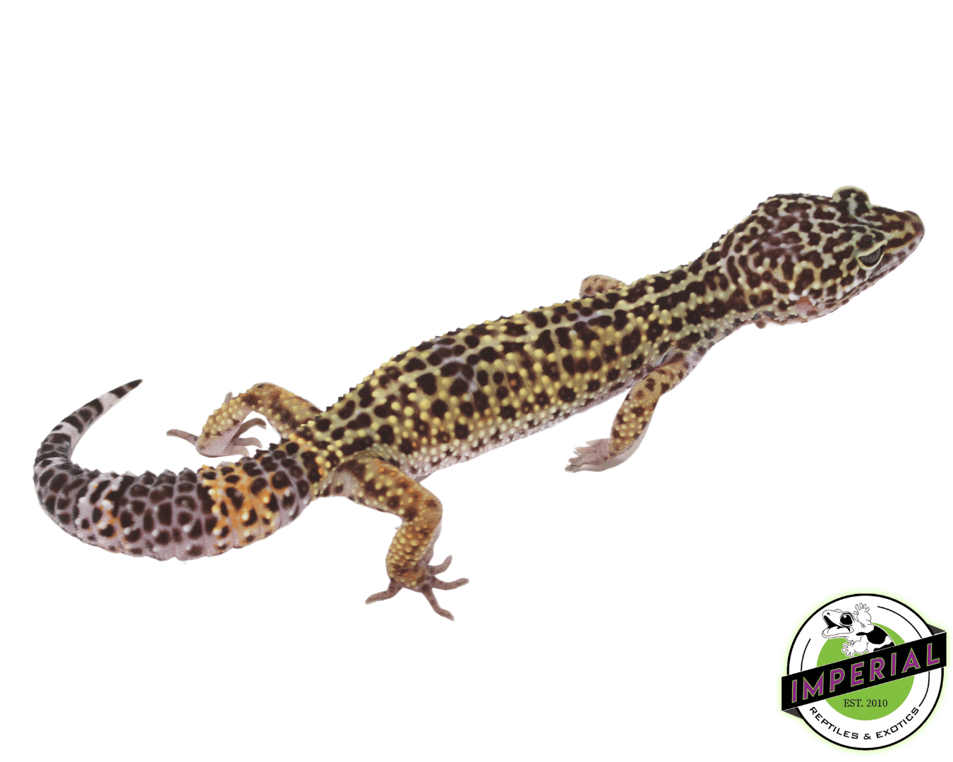 Black Knight x Fasciolatus Leopard Gecko Adult Female — image 2