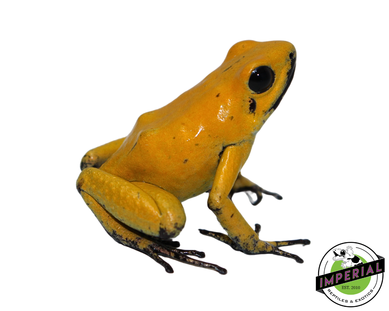 'Black Leg' Golden Poison Dart Frog Adult (Phyllobates bicolor)