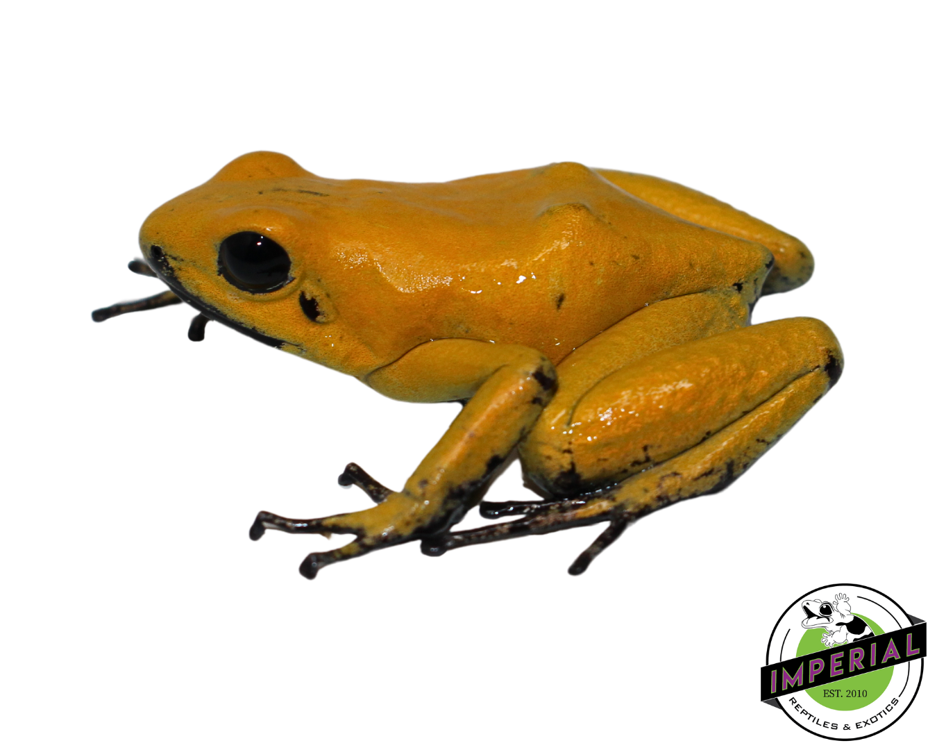 'Black Leg' Golden Poison Dart Frog Adult (Phyllobates bicolor) — image 2