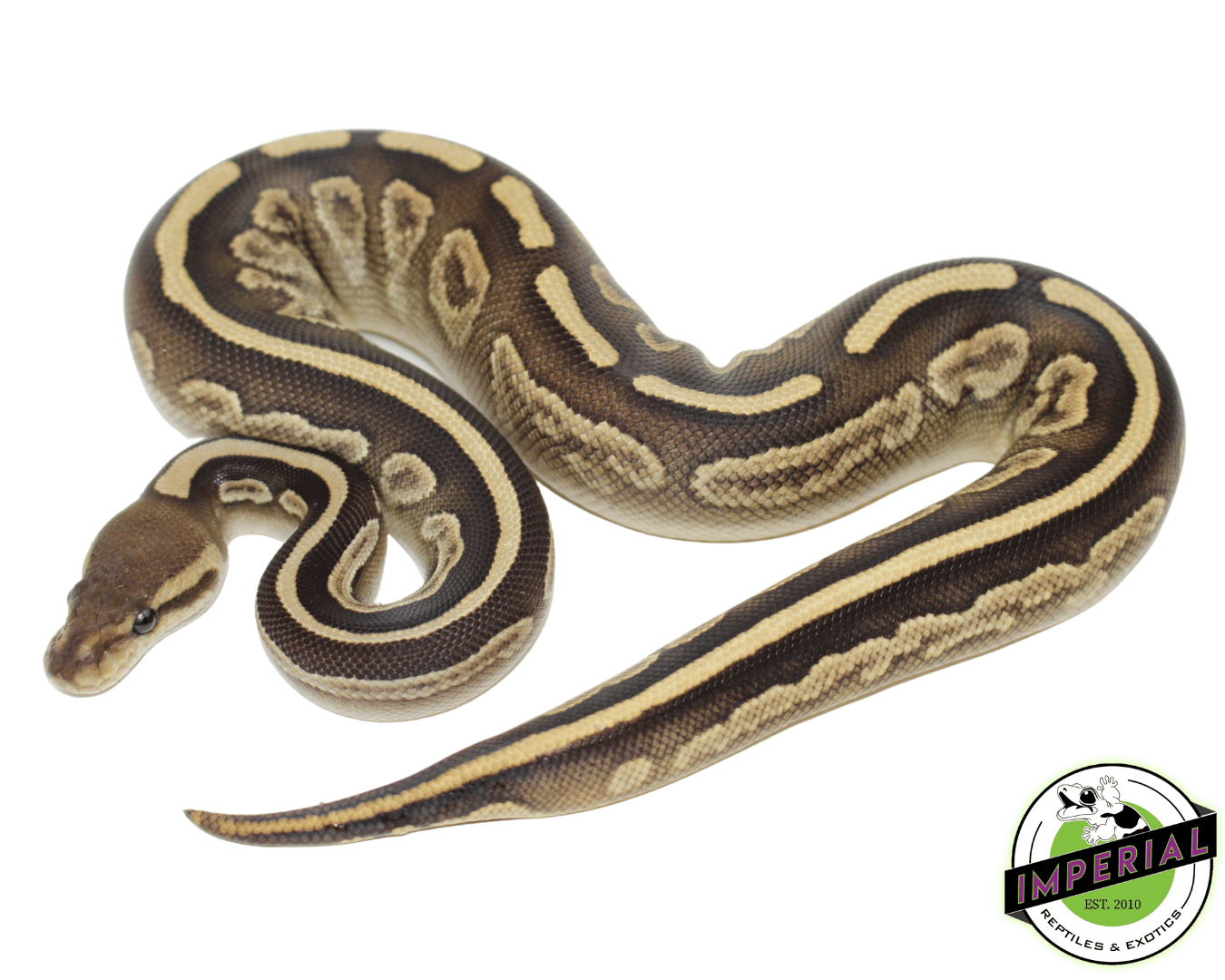 Black Magic Ball Python Baby