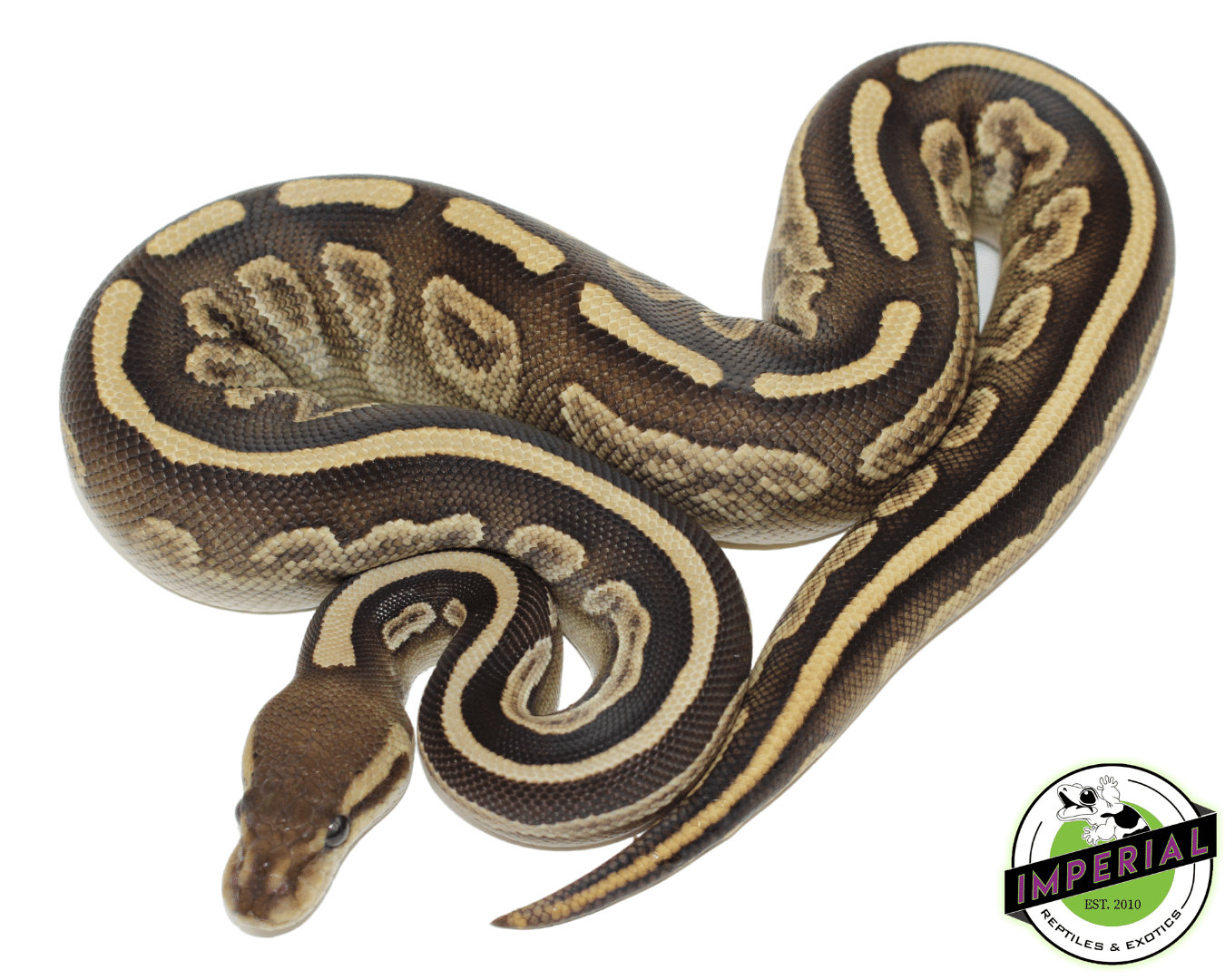 Black Magic Ball Python Baby — image 2