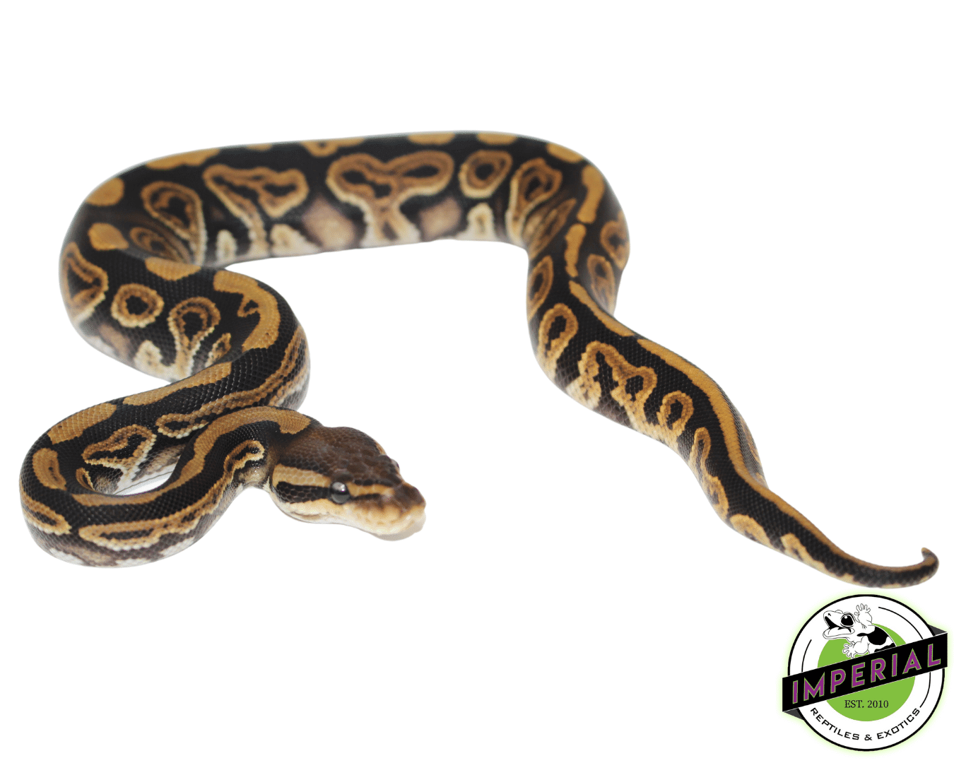 Black Pastel Ball Python