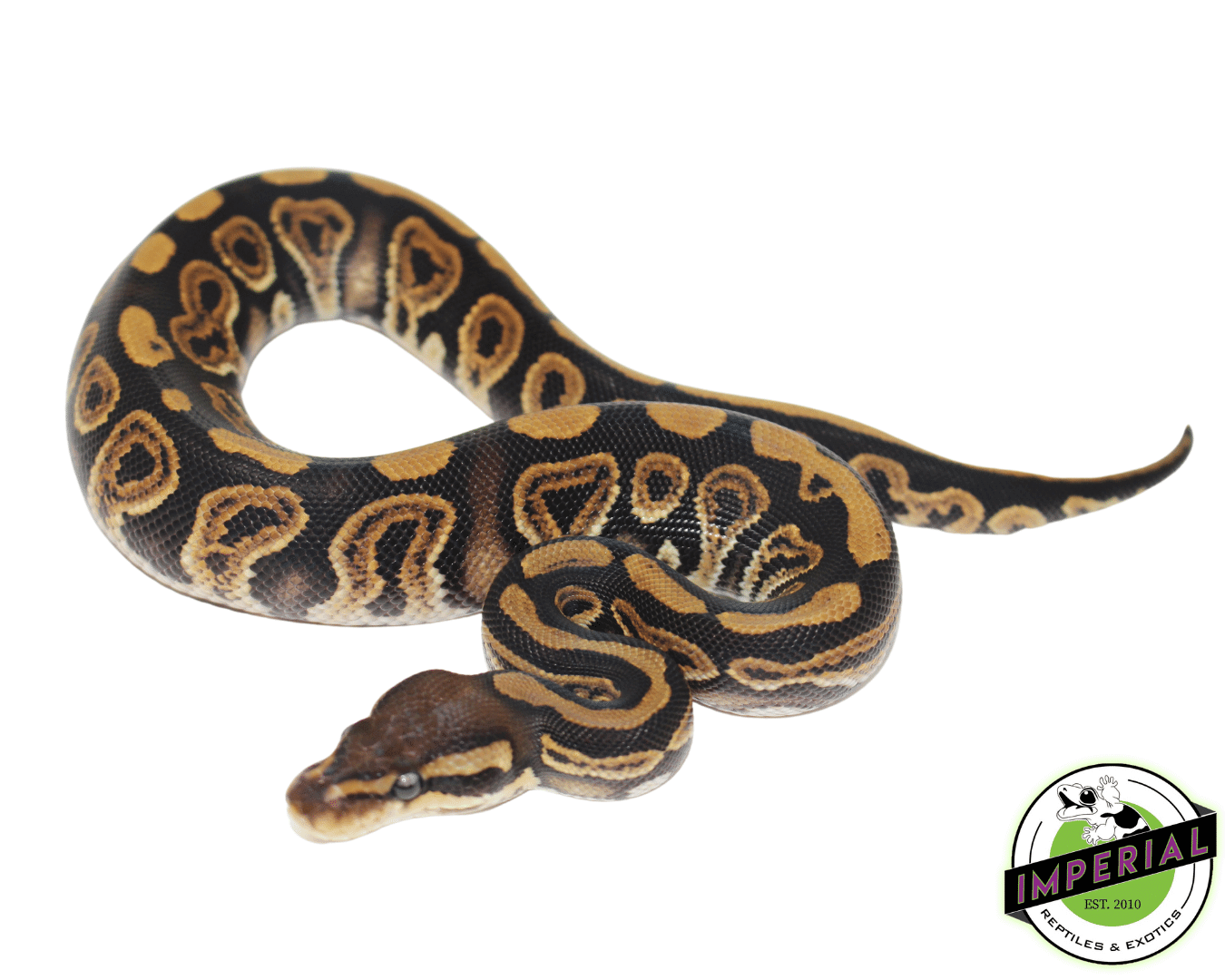 Black Pastel Ball Python — image 2