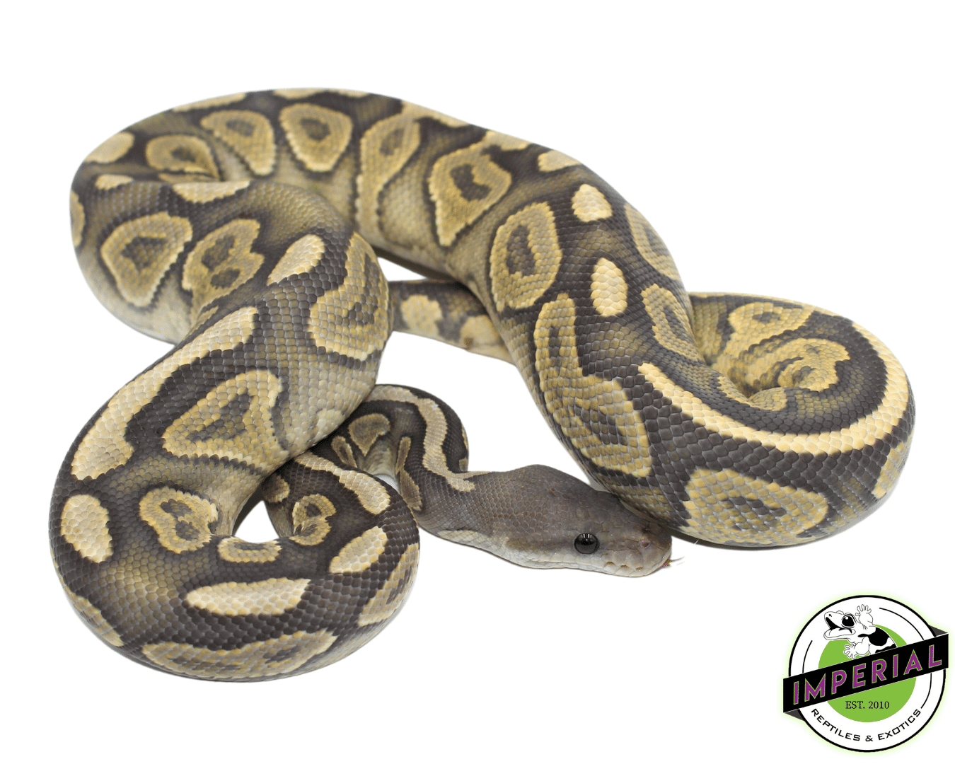 Black Pastel Ghost Ball Python Adult Male — image 2