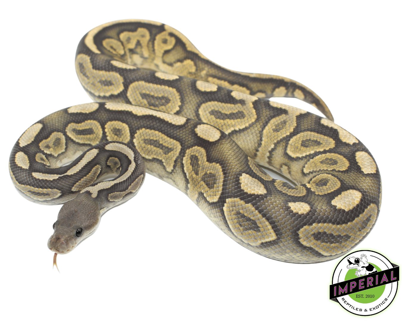 Black Pastel Ghost Ball Python Adult Male