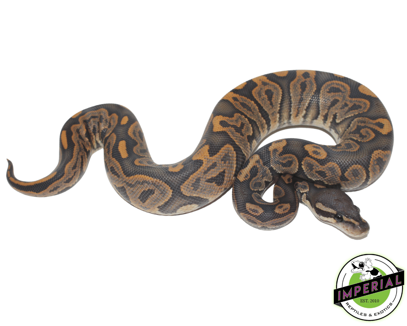 Black Pastel Ghost Ball Python — image 2