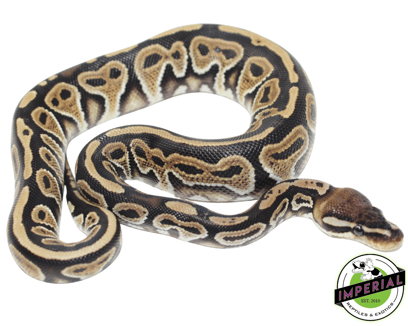 Black Pastel Specter Ball Pytho