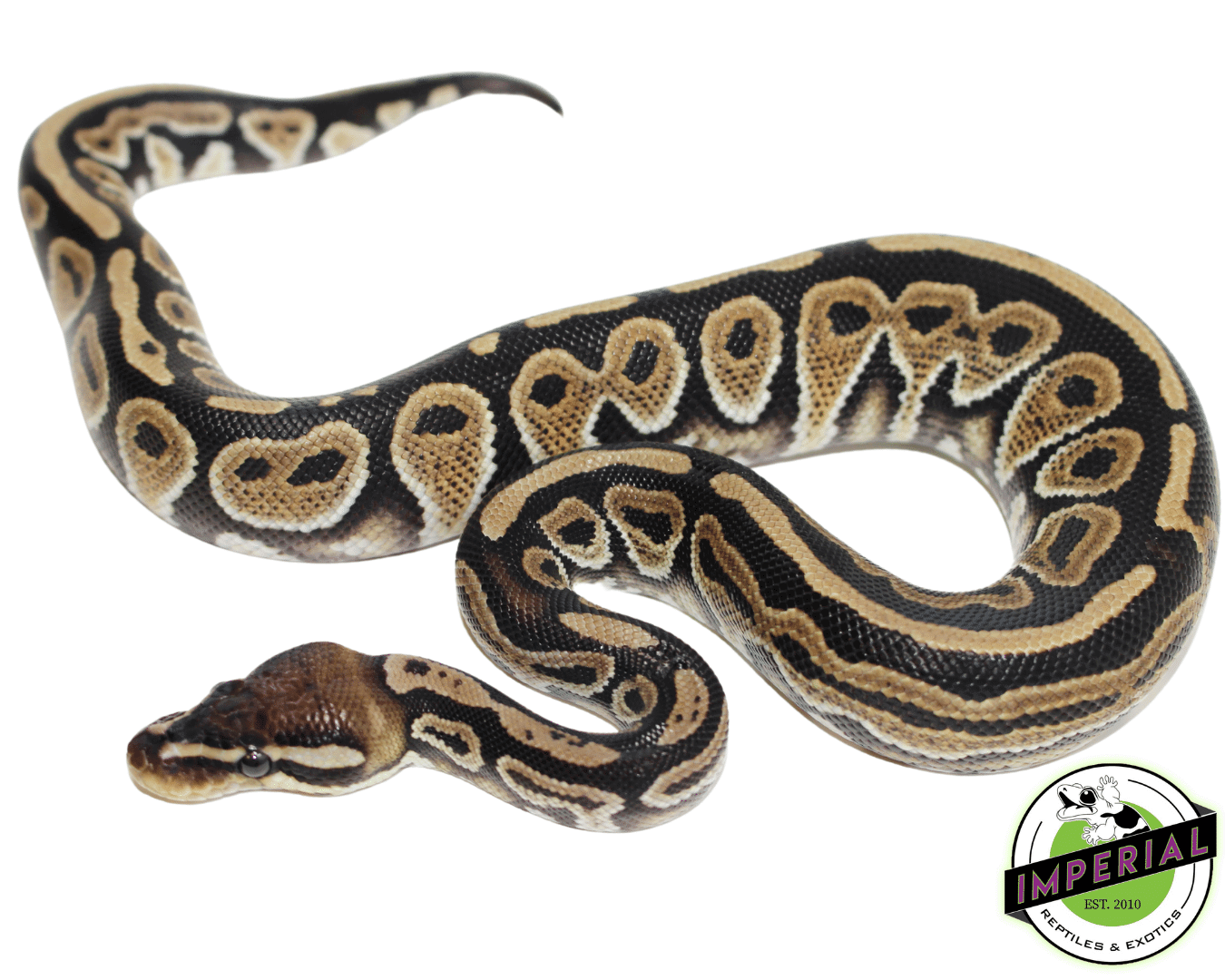 Black Pastel Specter Ball Pytho — image 2