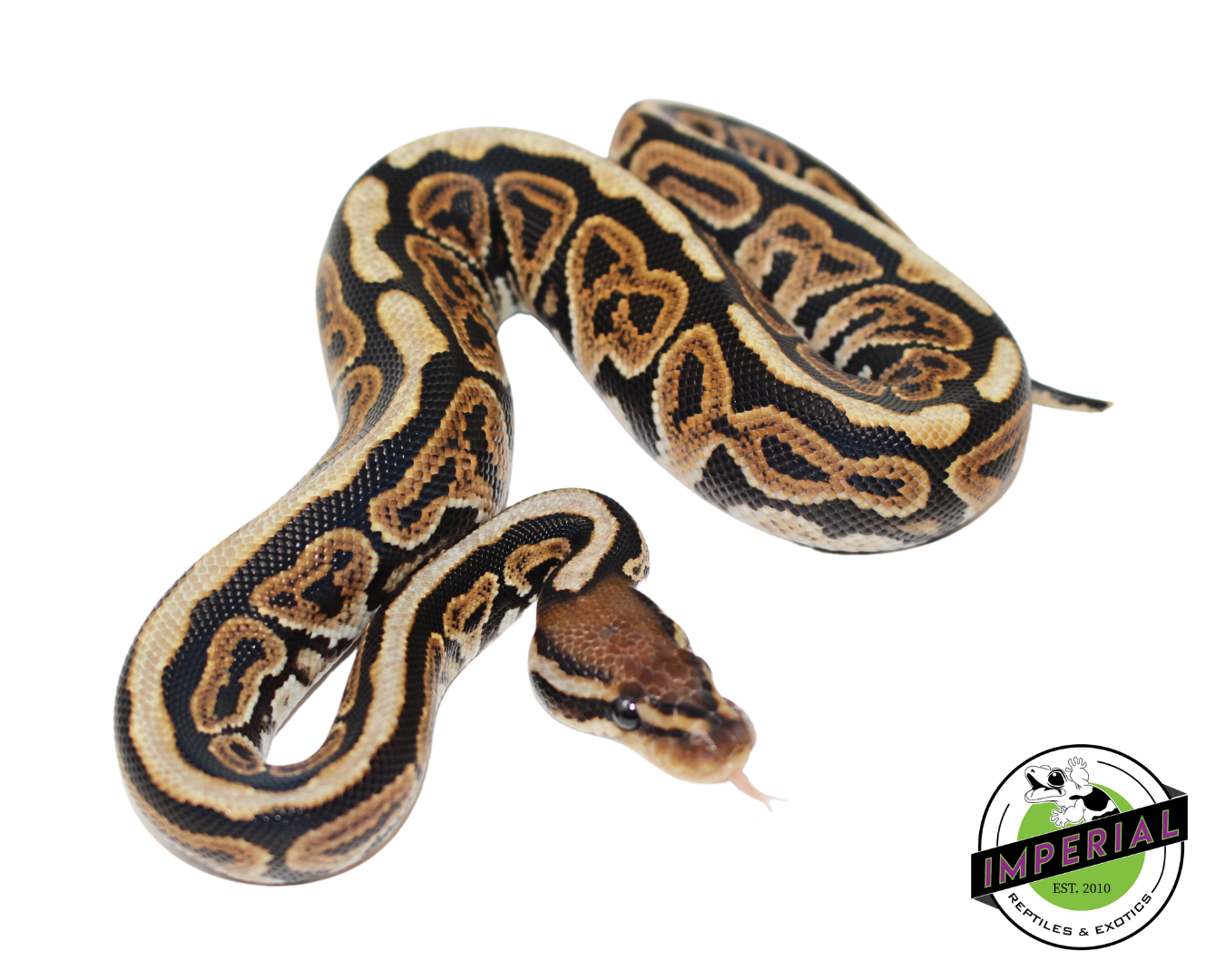 Black Pastel Spotnose Ball Python Baby