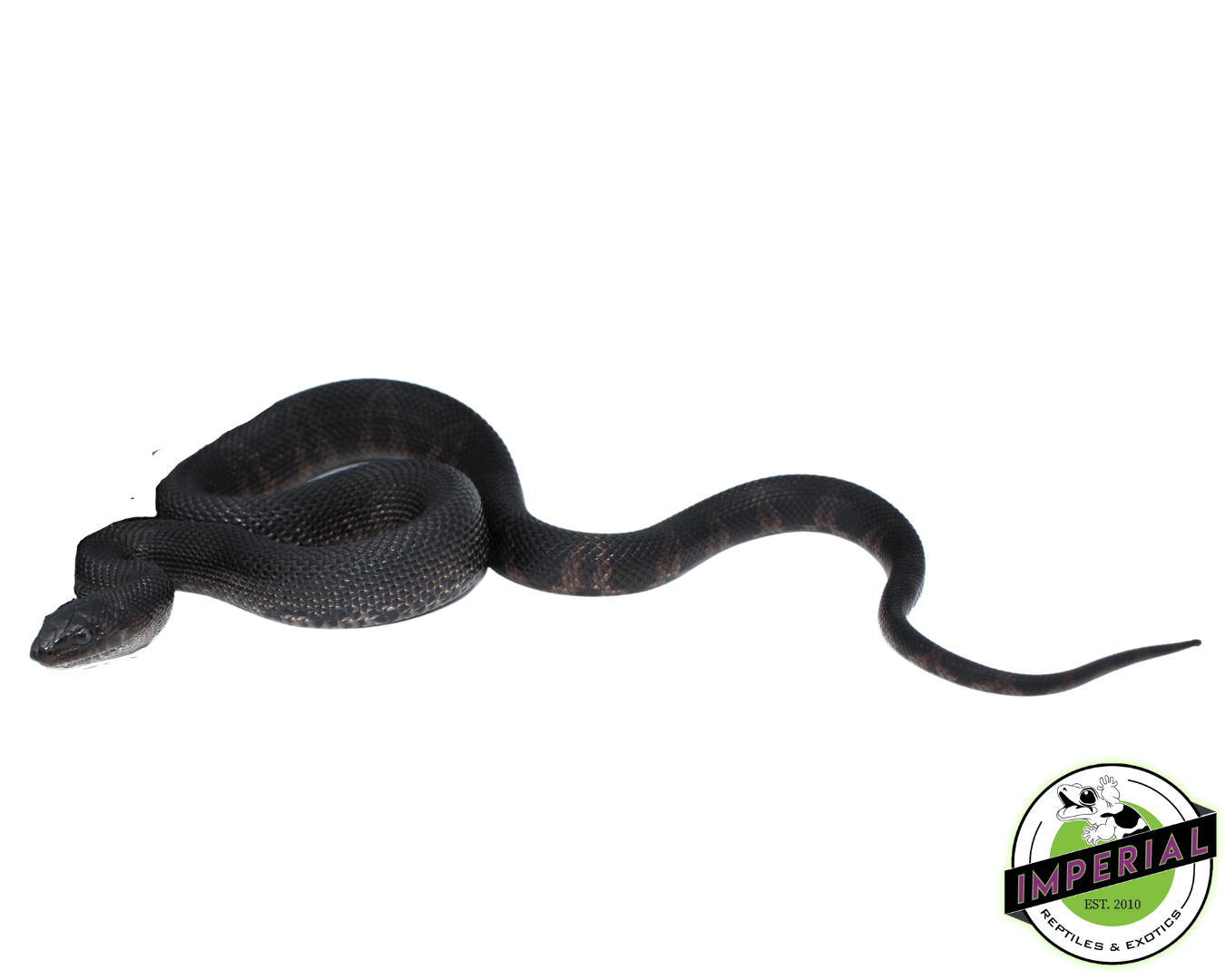 Black Pine Snake Baby (FLORIDA SALE ONLY!) — image 2