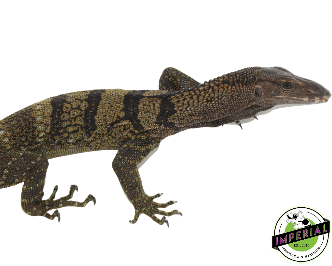 Black Roughneck Monitor — image 2