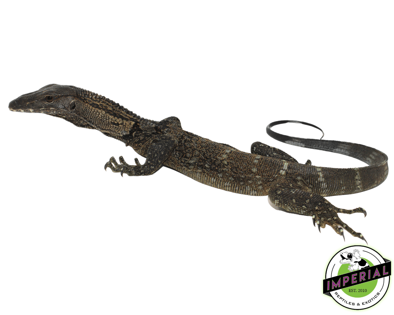 Black Roughneck Monitor