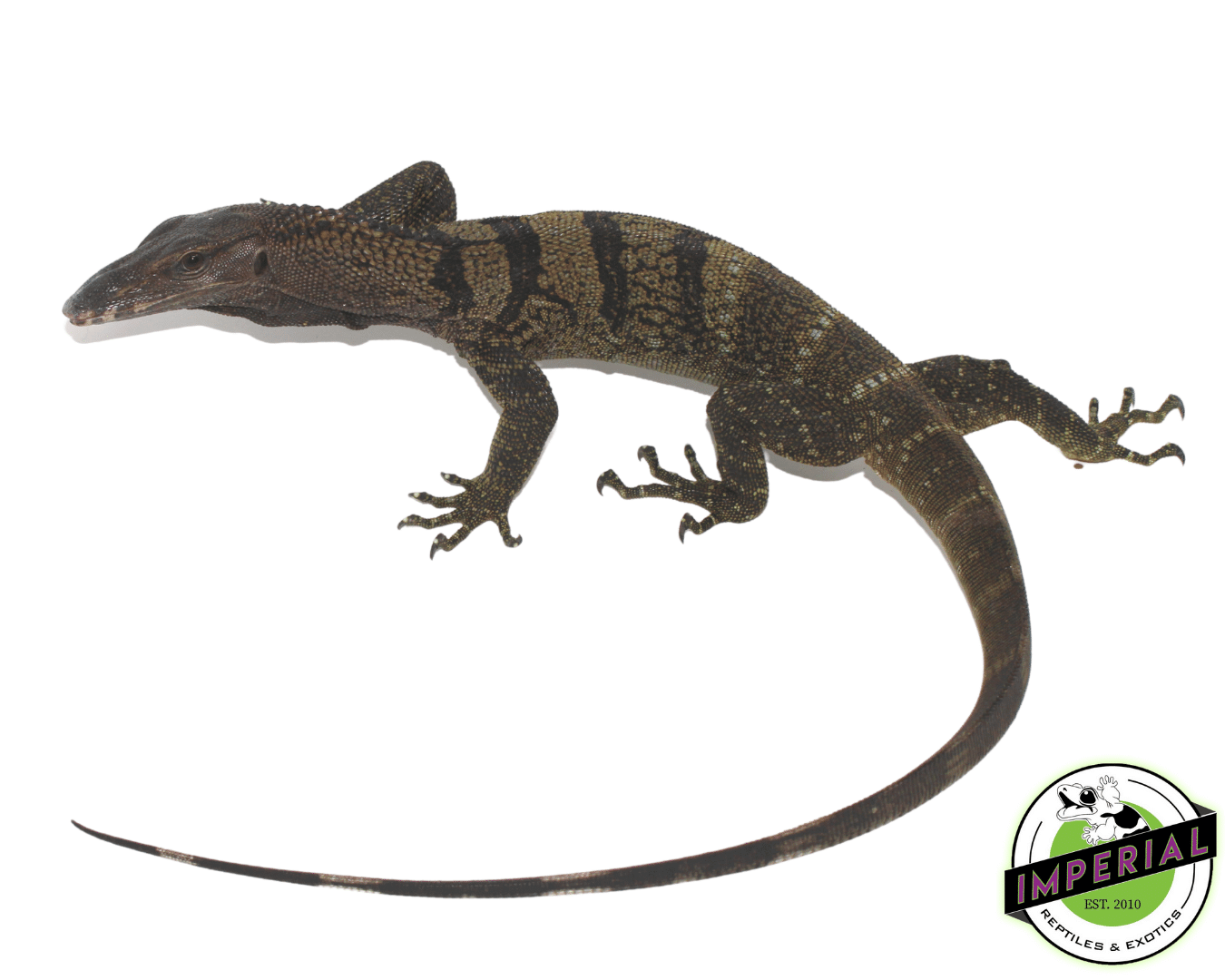 Black Roughneck Monitor — image 3