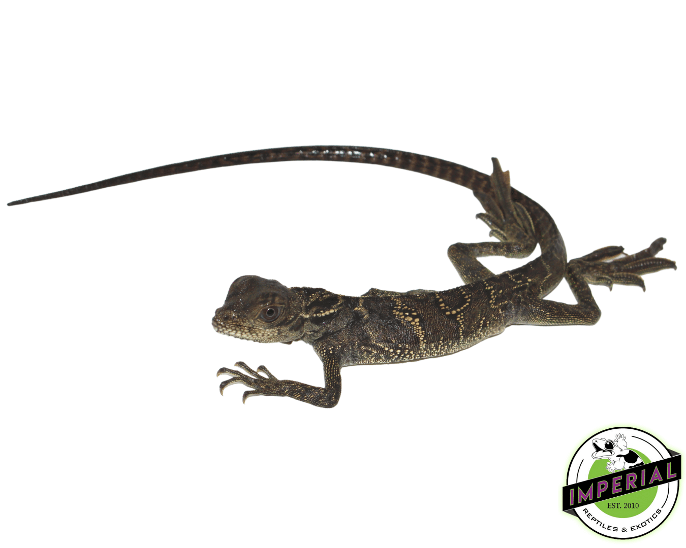 Black Sailfin Dragon (Hydrosaurus celebensis) — image 2