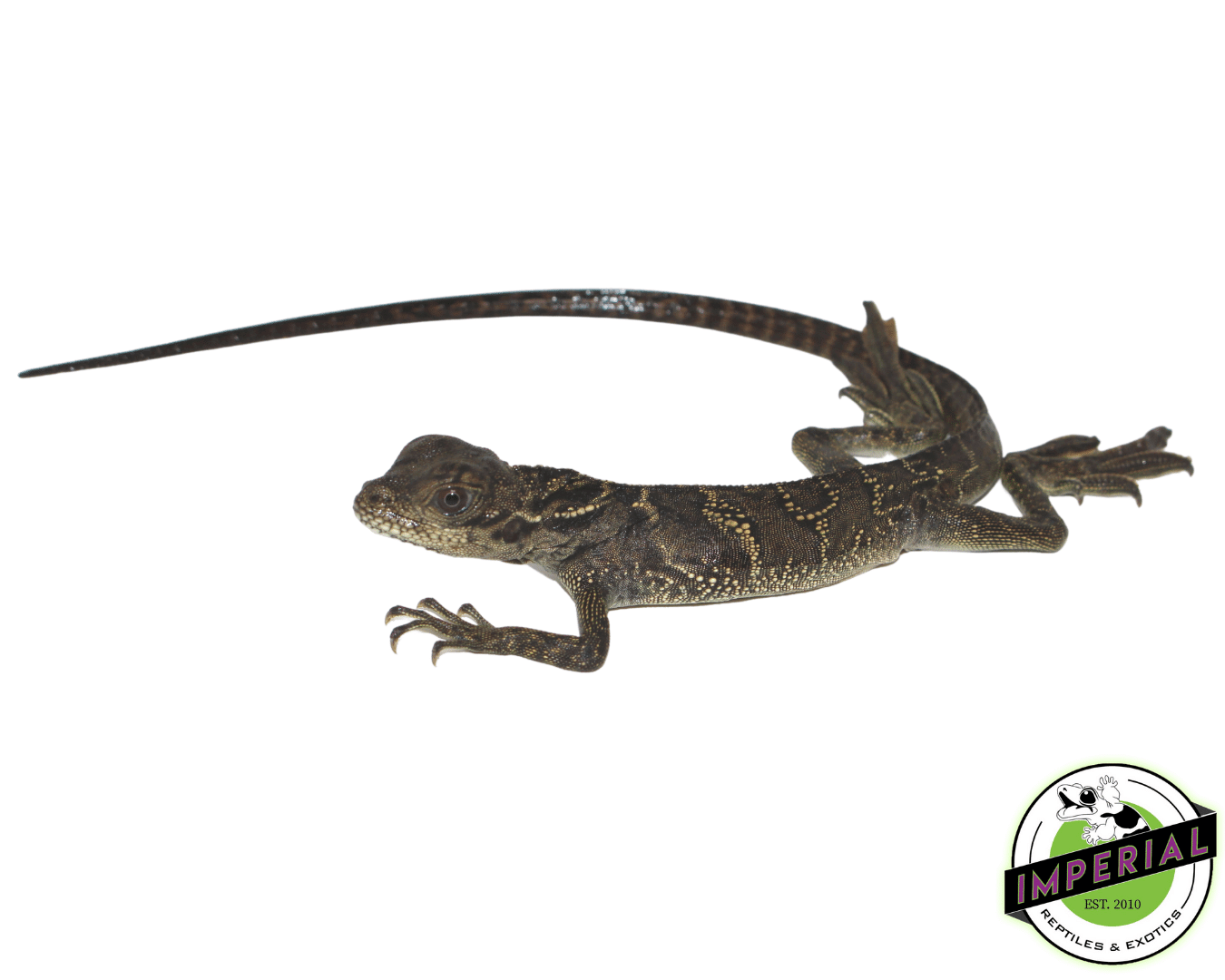 Black Sailfin Dragon (Hydrosaurus celebensis)