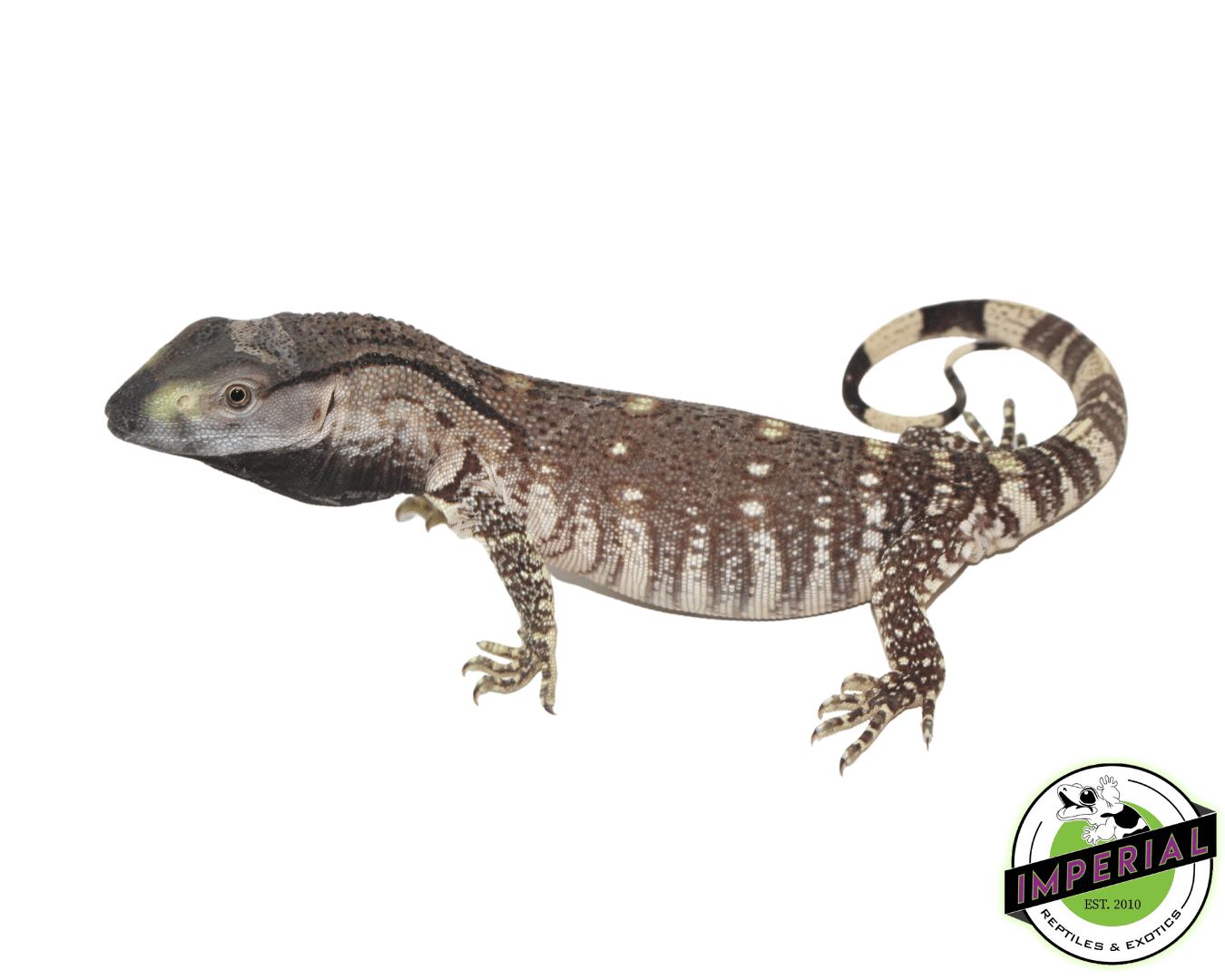 Black Throat Monitor Baby