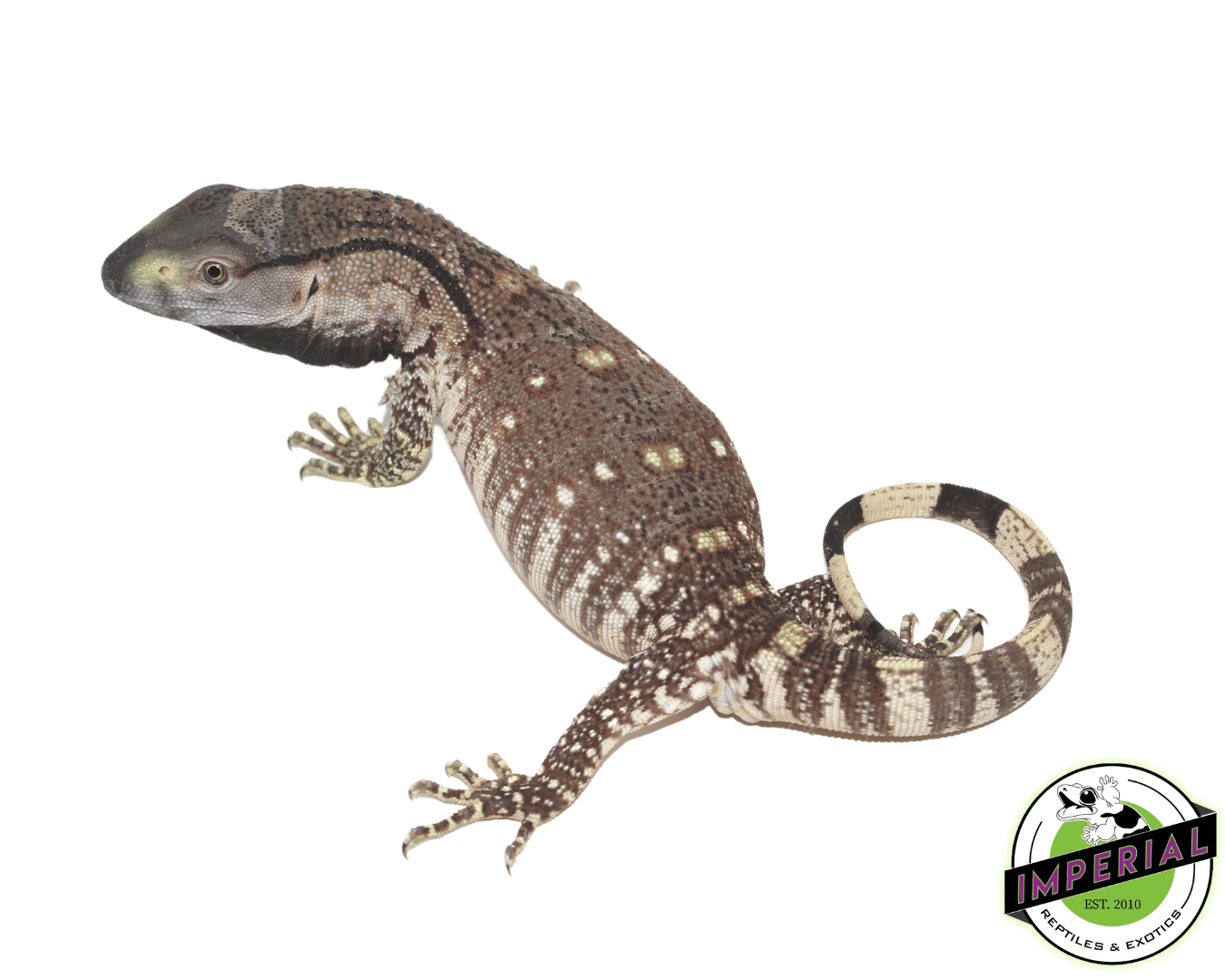 Black Throat Monitor Baby — image 2
