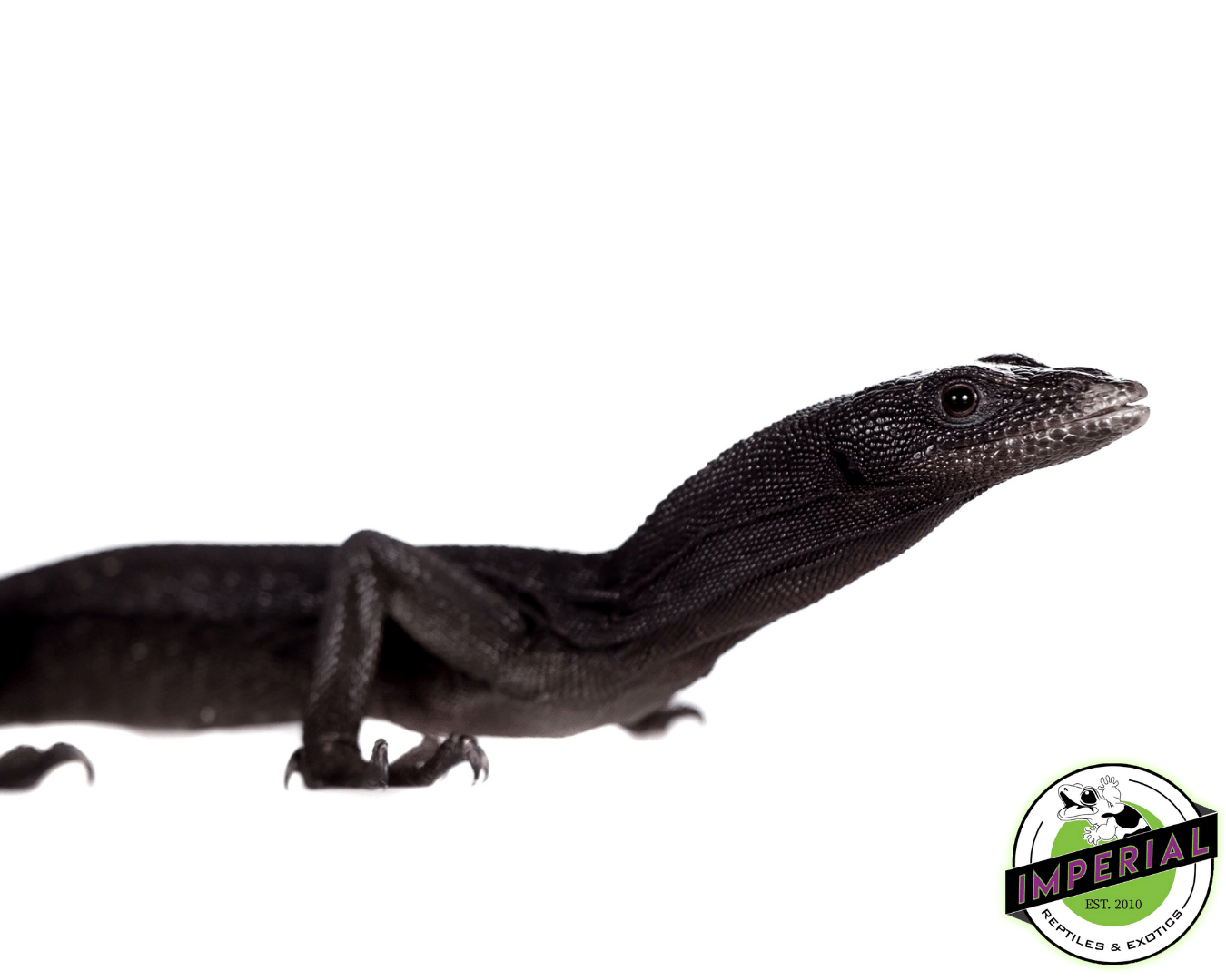 Black Tree Monitor PAIR