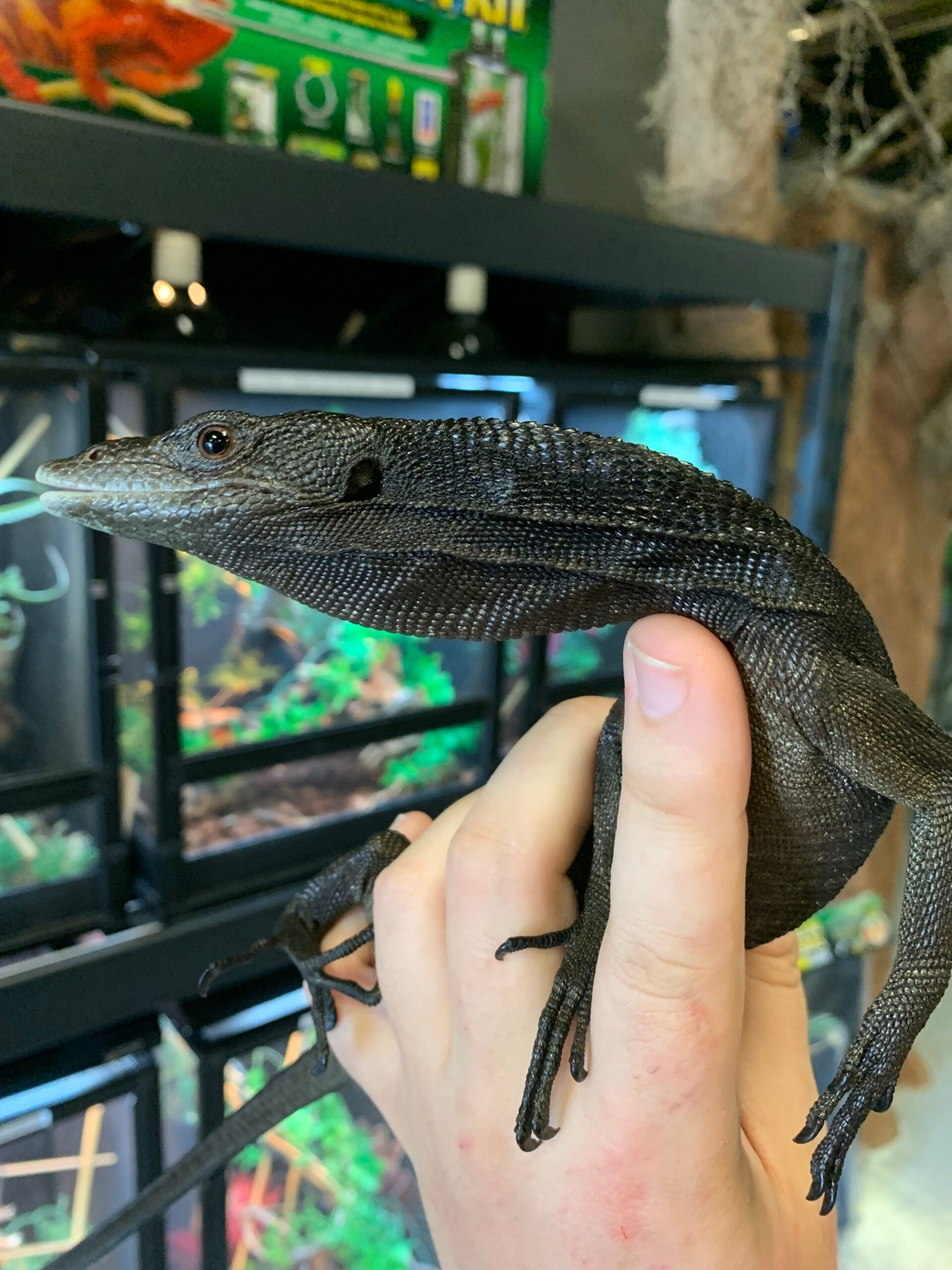Black Tree Monitor PAIR — image 2