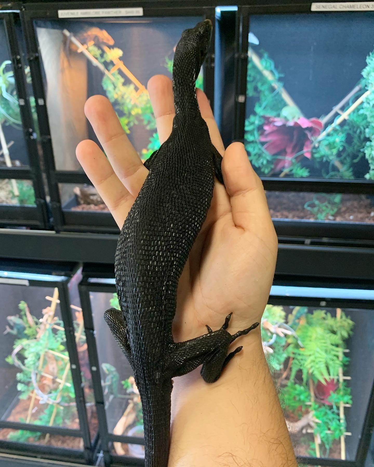 Black Tree Monitor PAIR — image 3
