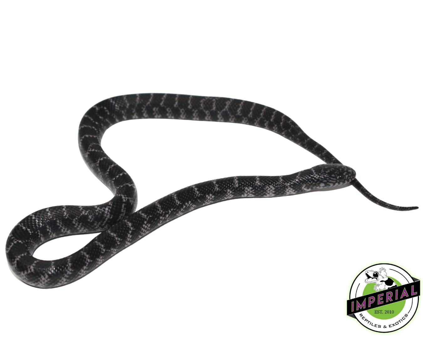 Black & White Anery Brooks Kingsnake Baby