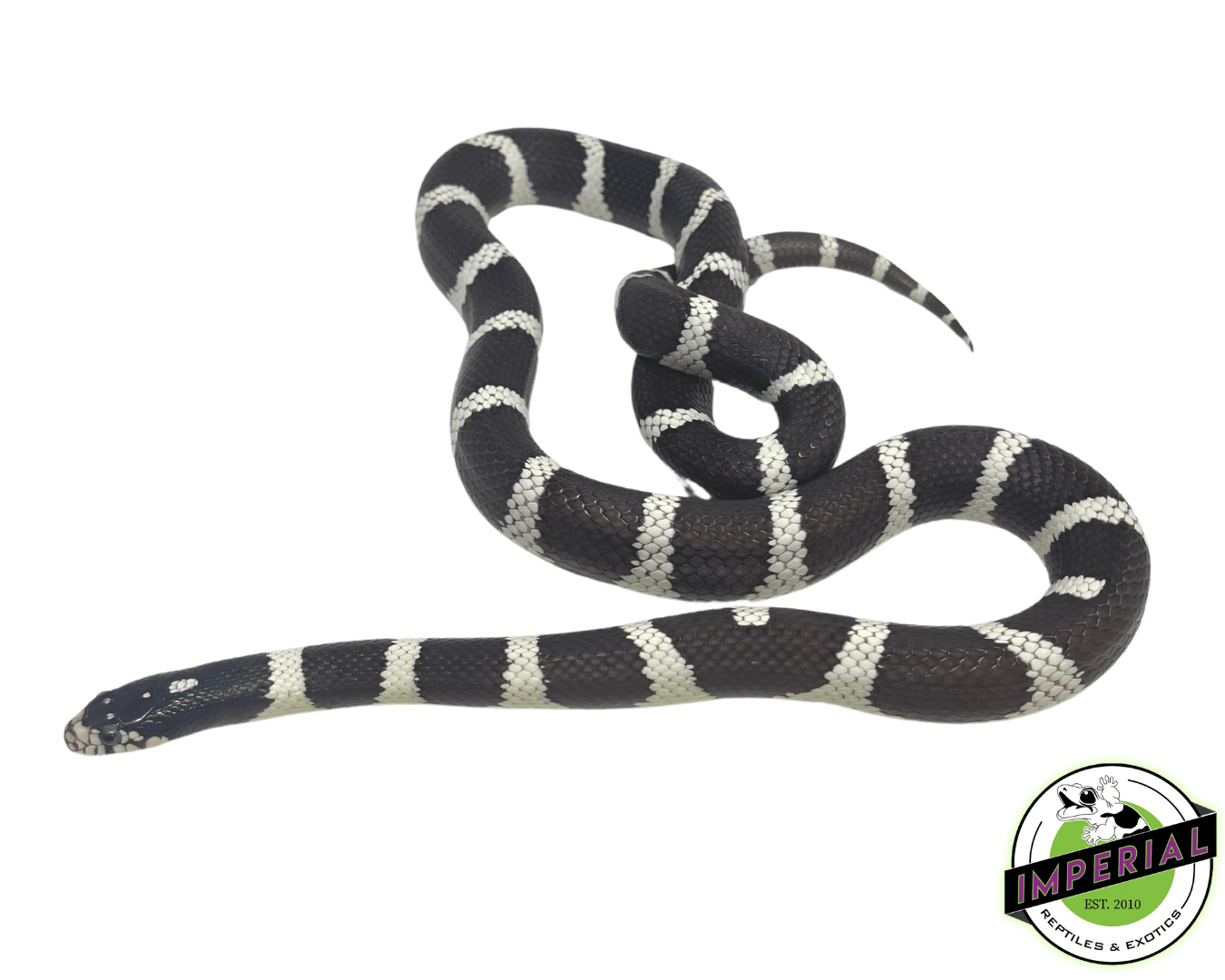 Black & White Cal King Adult Male — image 2