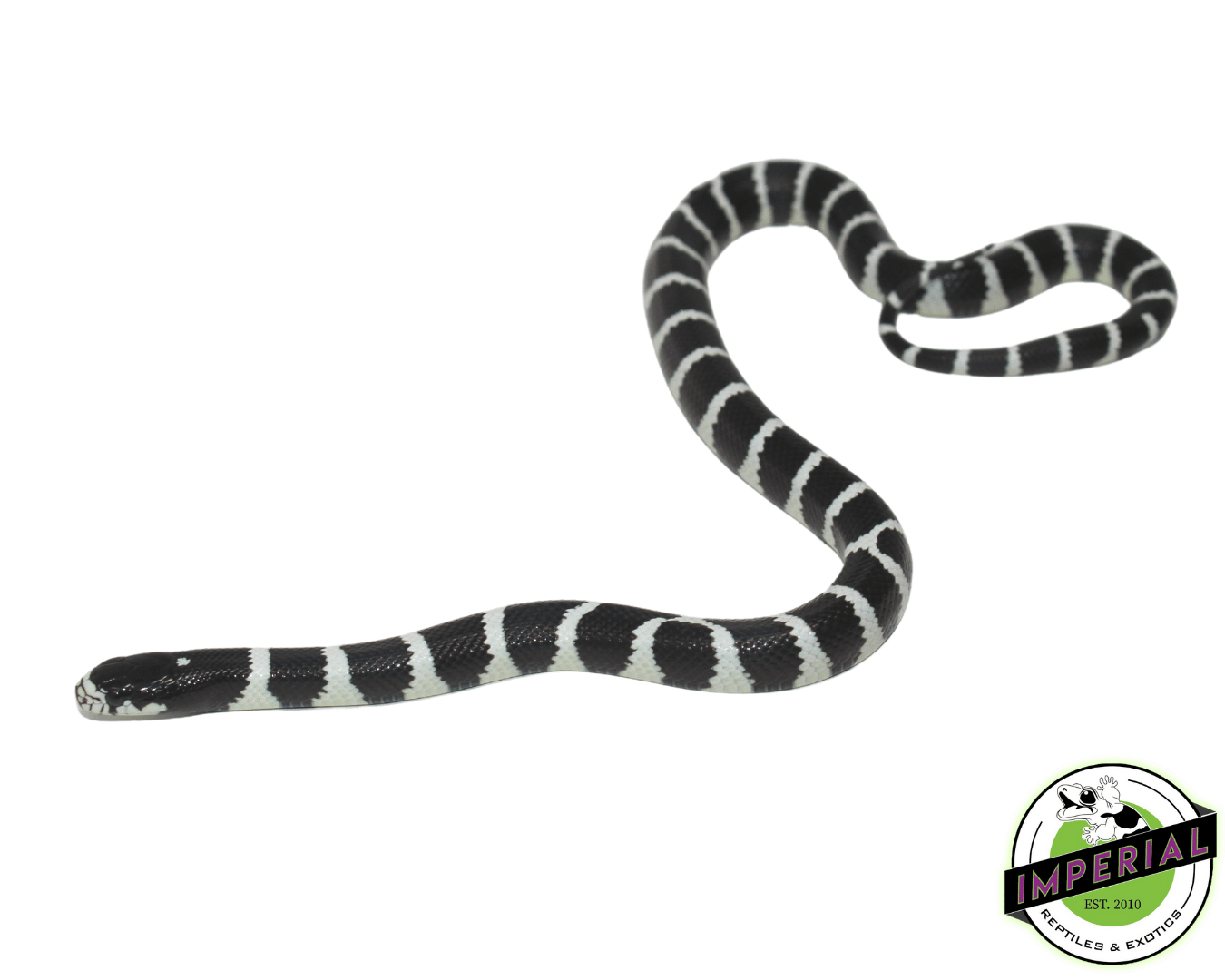 Black & White 'Desert Phase' California Kingsnake — image 2