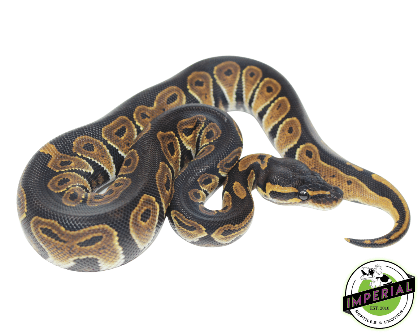 Blackhead Ball Python — image 2