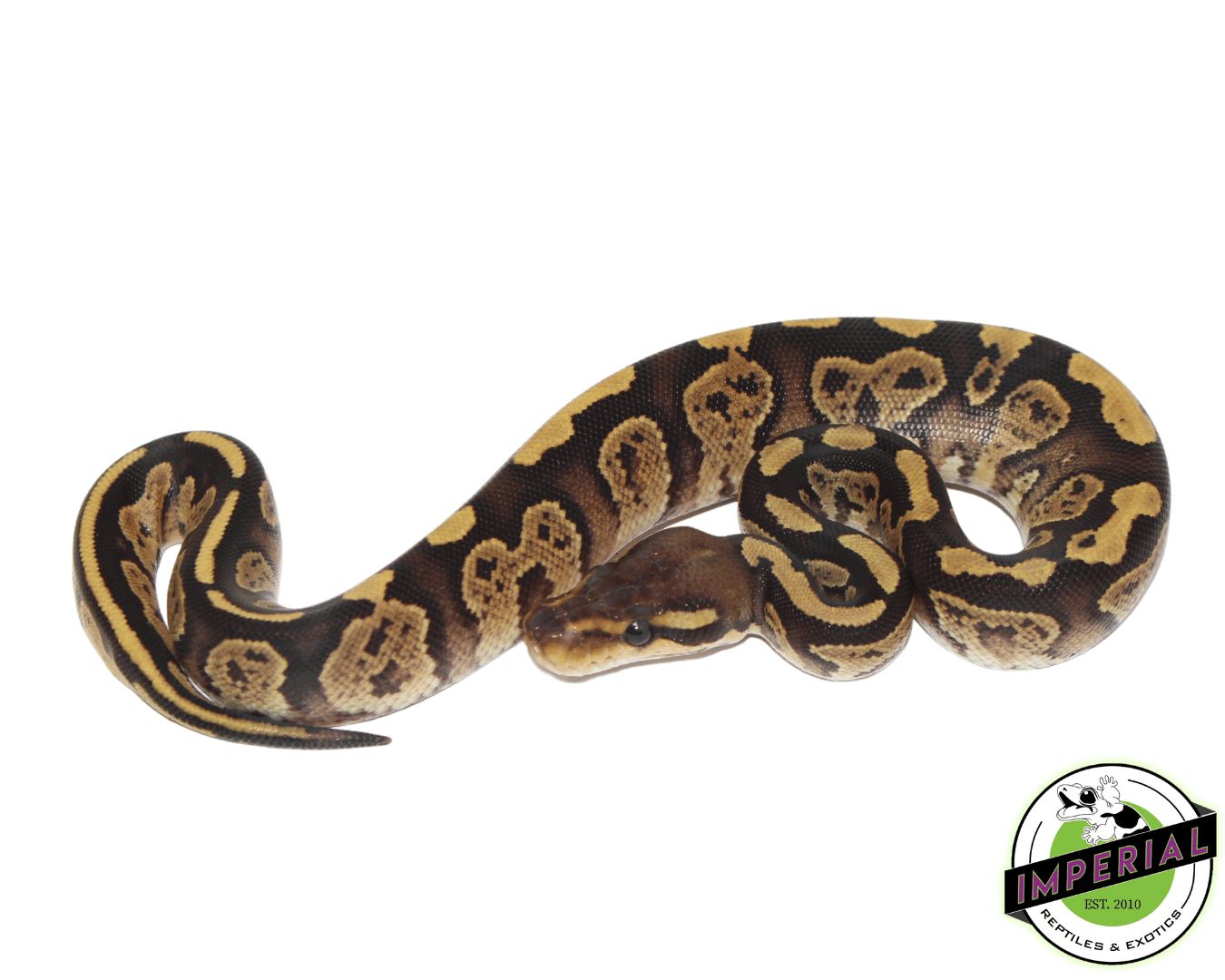 Blackhead Fire Ball Python — image 2