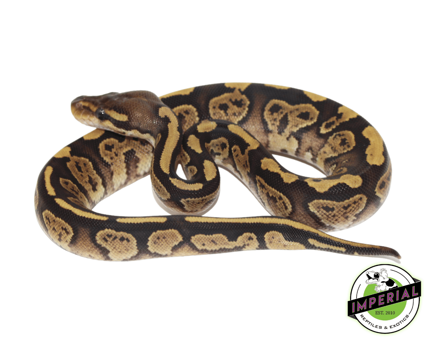 Blackhead Fire Ball Python