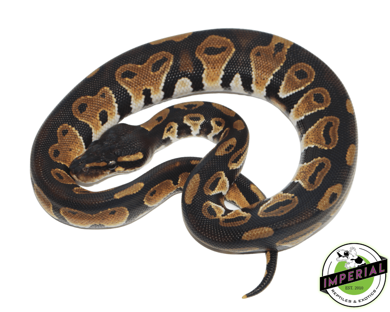 Blackhead Het Pied Ball Python — image 2