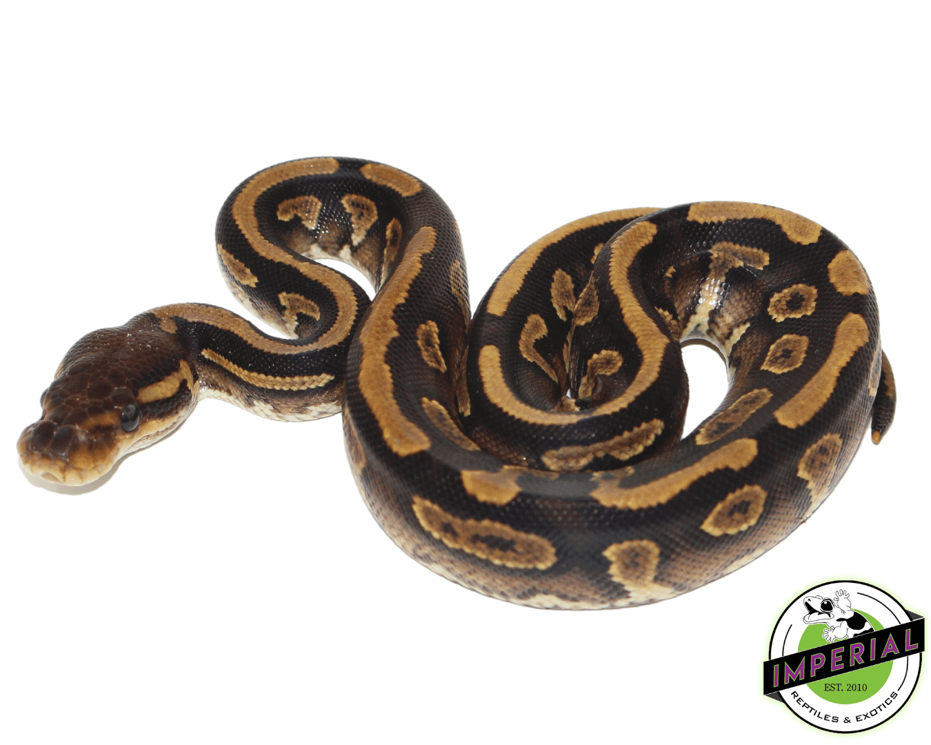 Blackhead Yellowbelly Ball Python Baby — image 2