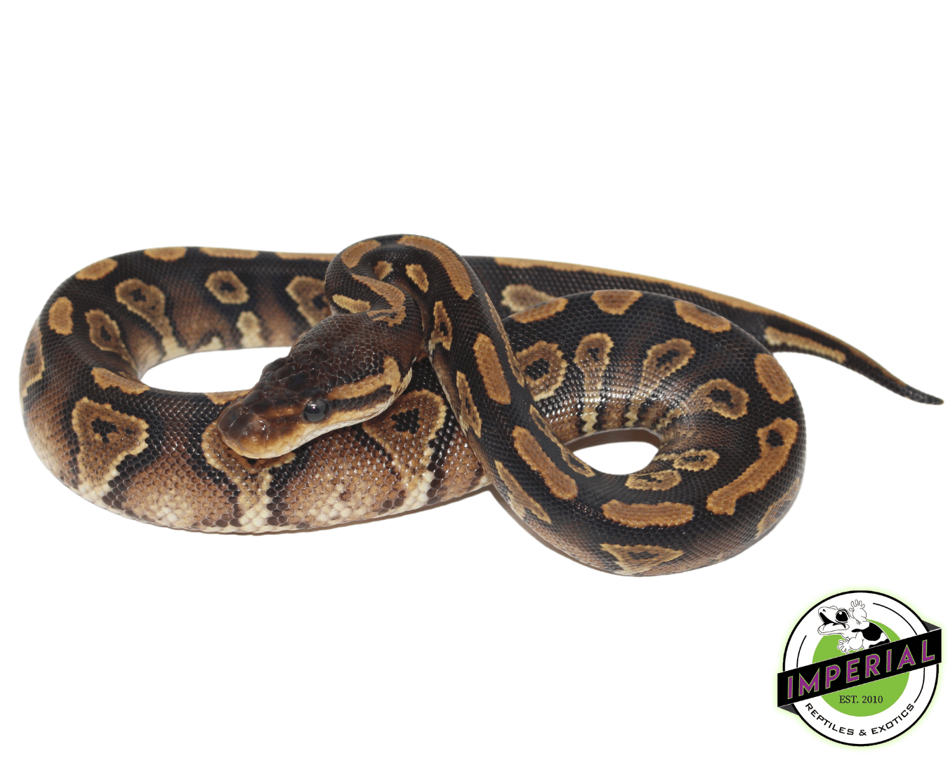Blackhead Yellowbelly Ball Python Baby