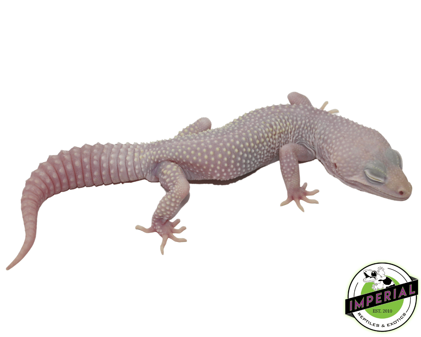 Blazing Blizzard Leopard Gecko Adult