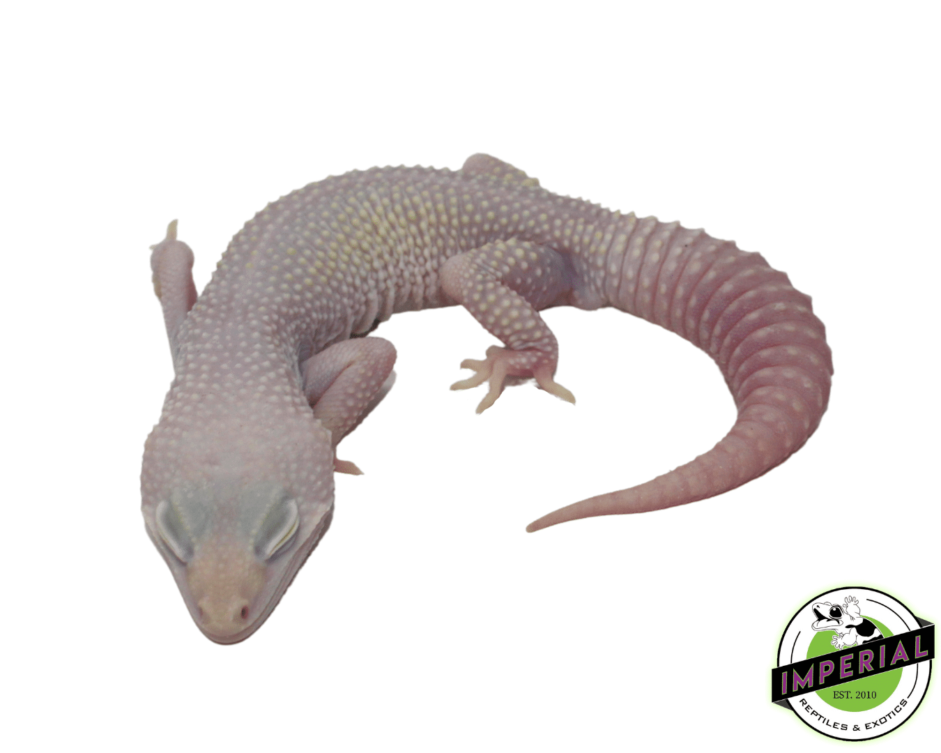 Blazing Blizzard Leopard Gecko Adult — image 2