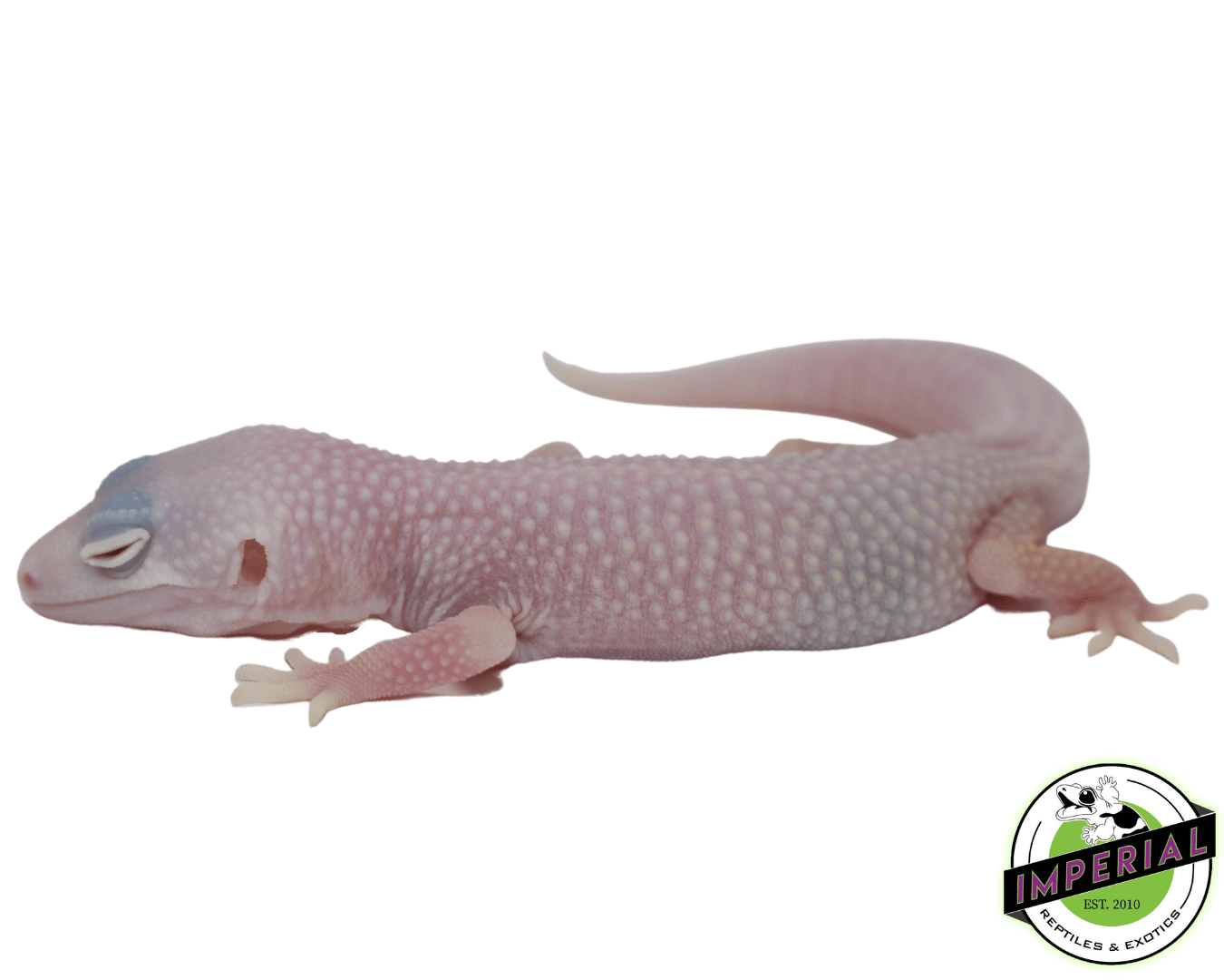 Blazing Blizzard Leopard Gecko Baby — image 3