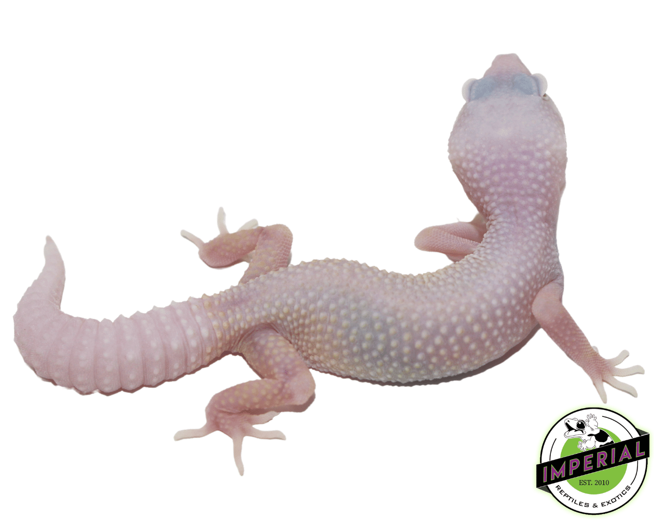 Blazing Blizzard Leopard Gecko Baby — image 2