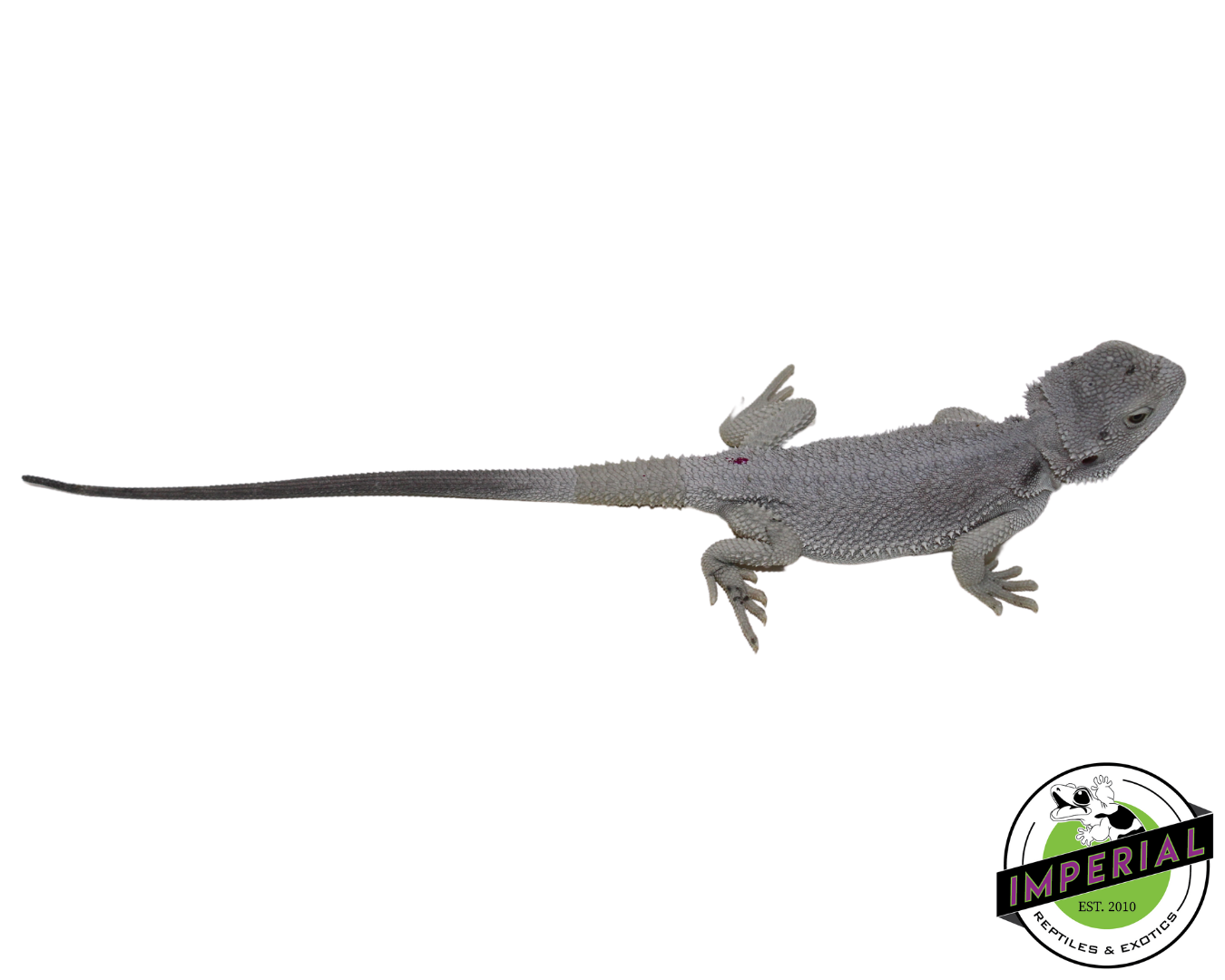 "Blizzard" Hypo Zero Bearded Dragon Male (#111424-01) — image 2